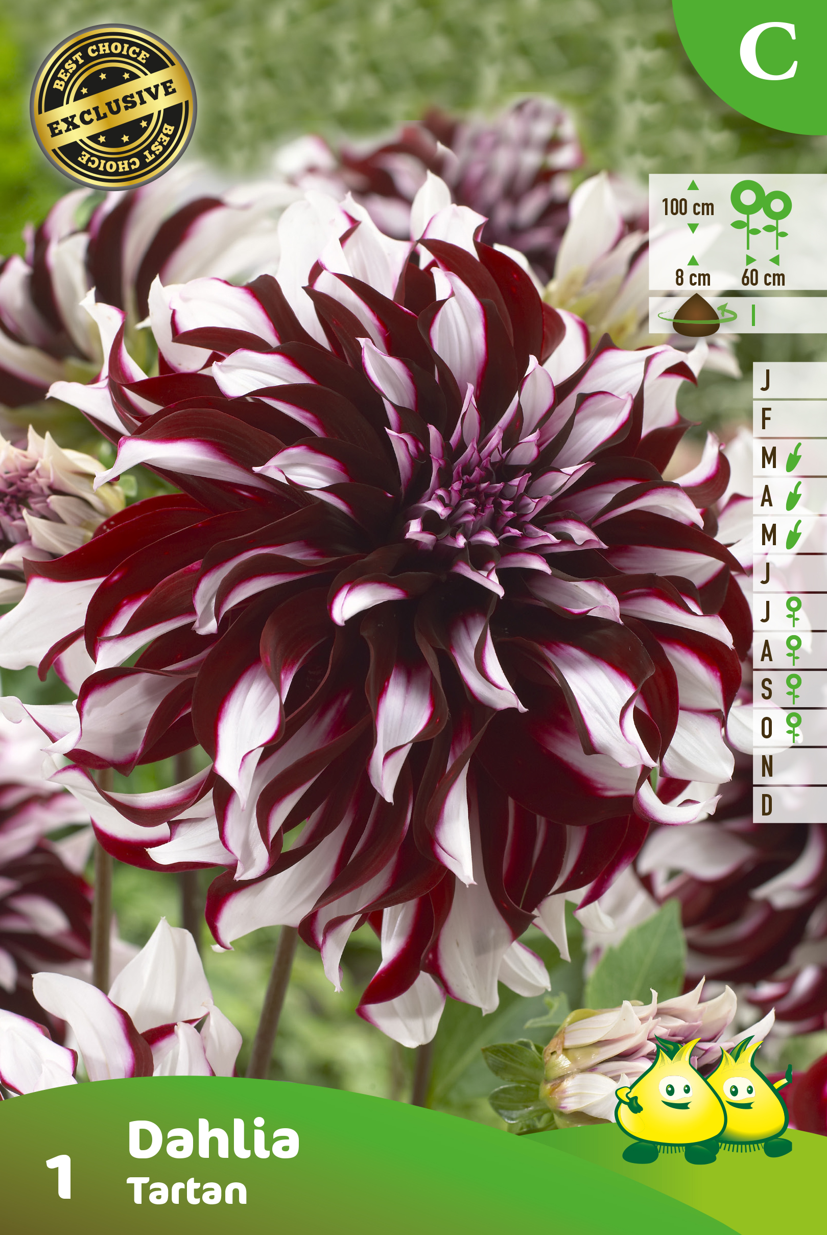 ZAKJES DECORATIEVE DAHLIA TARTAN  