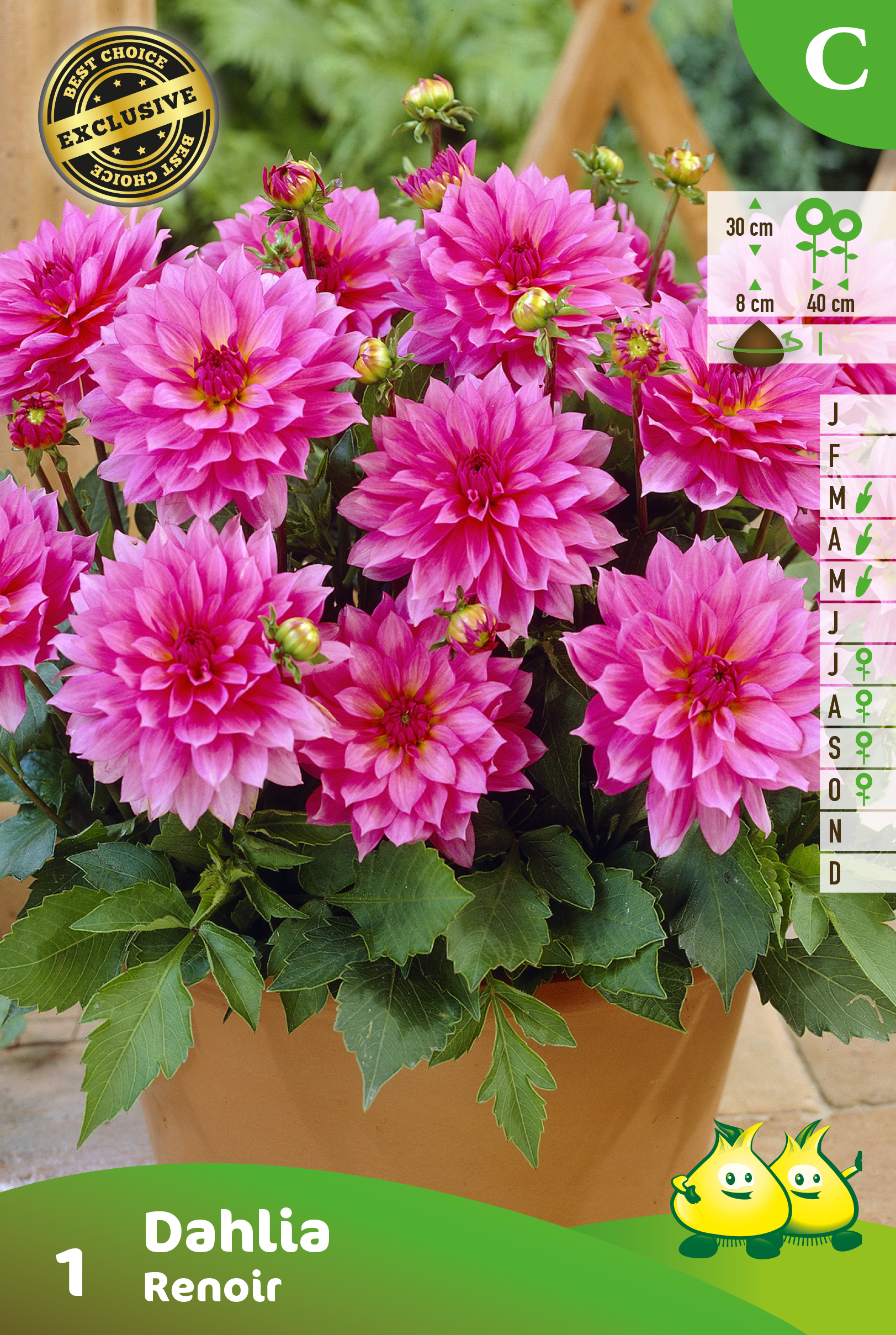 ZAKJES DAHLIA GALLERY RENOIR