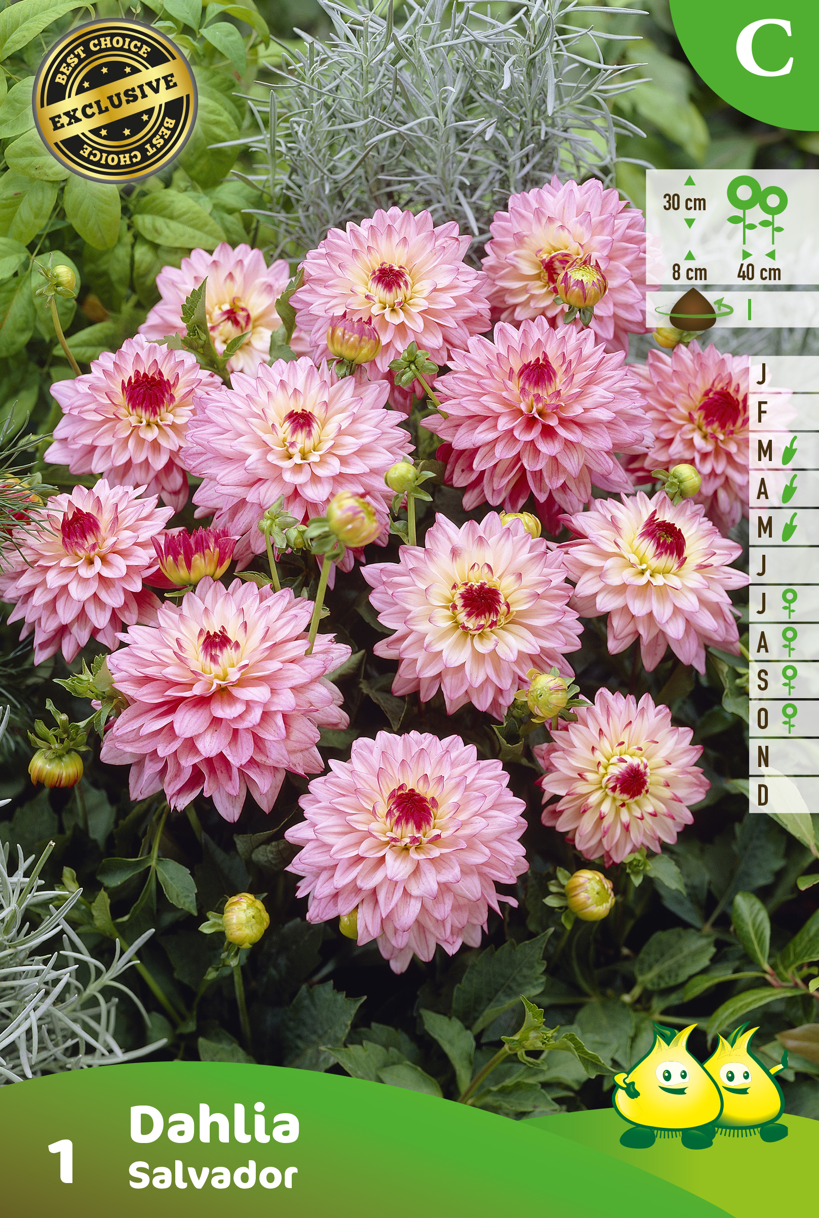 ZAKJES DAHLIA GALLERY SALVADOR