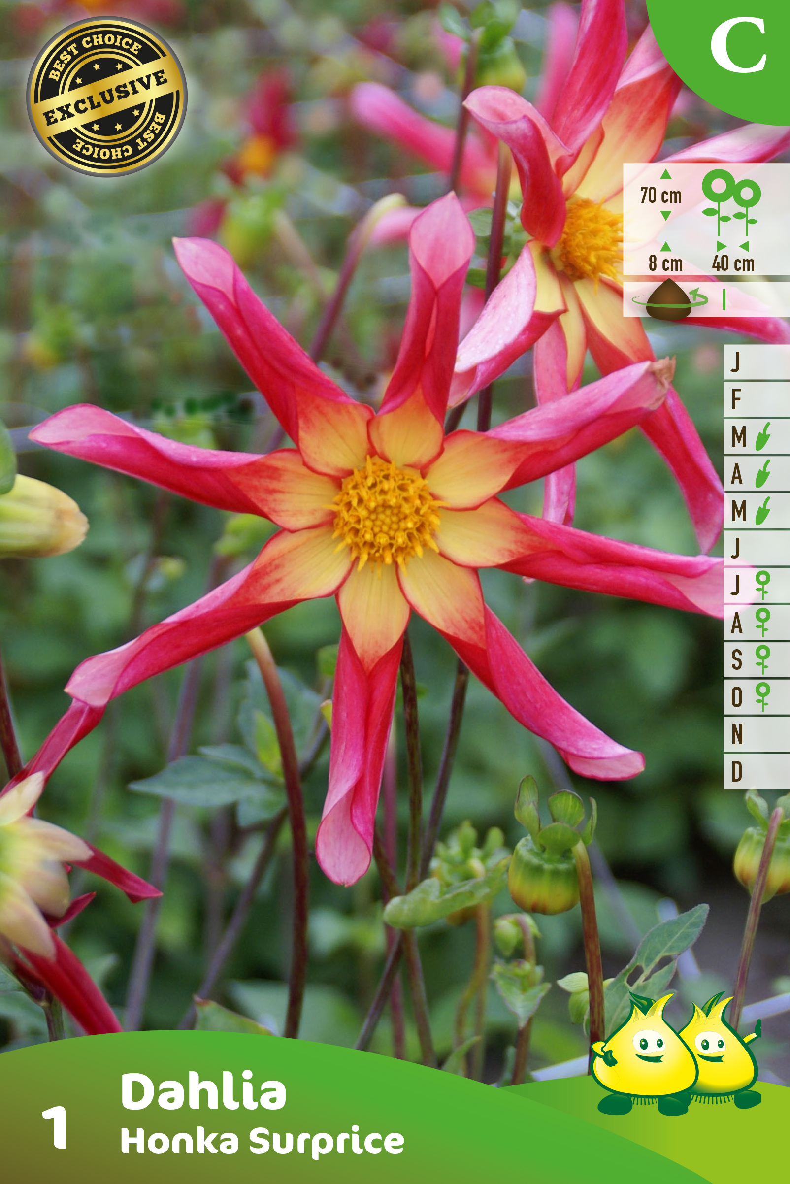 ZAKJES DAHLIA HONKA 