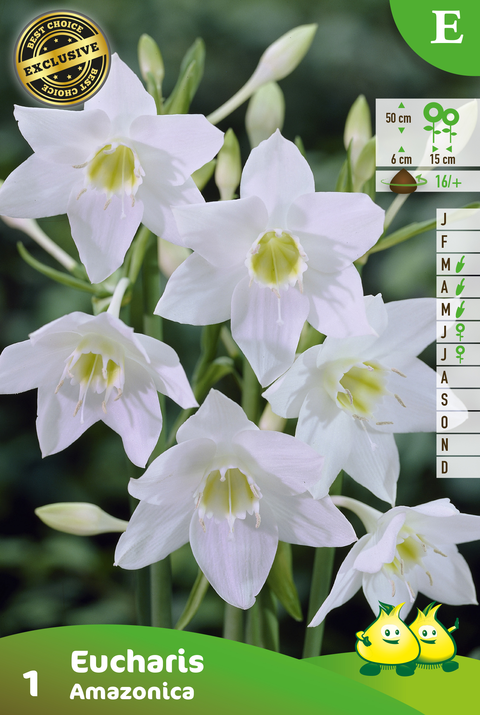 SACHET EUCHARIS AMAZONICA E