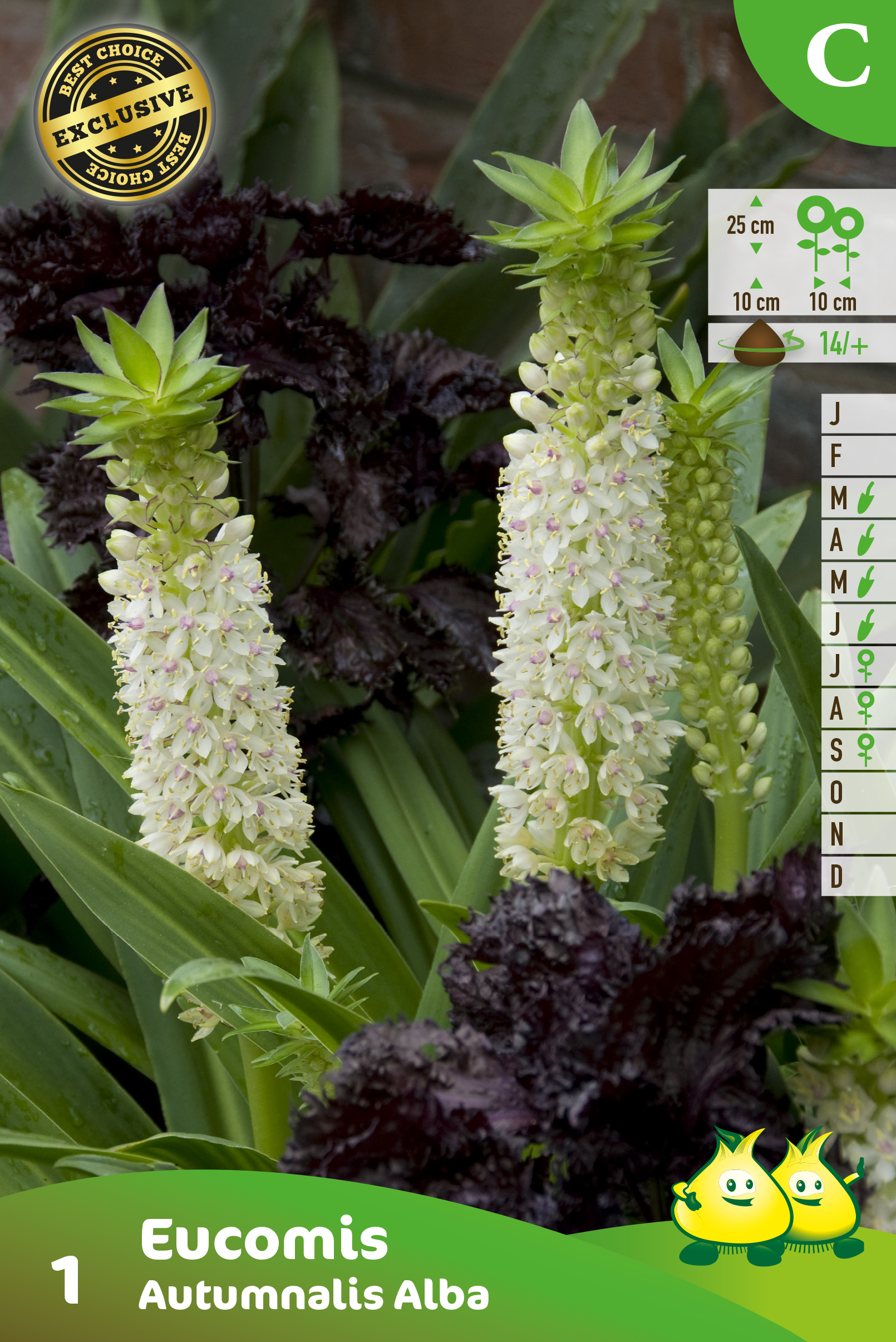 ZAKJES EUCOMIS ALBA C