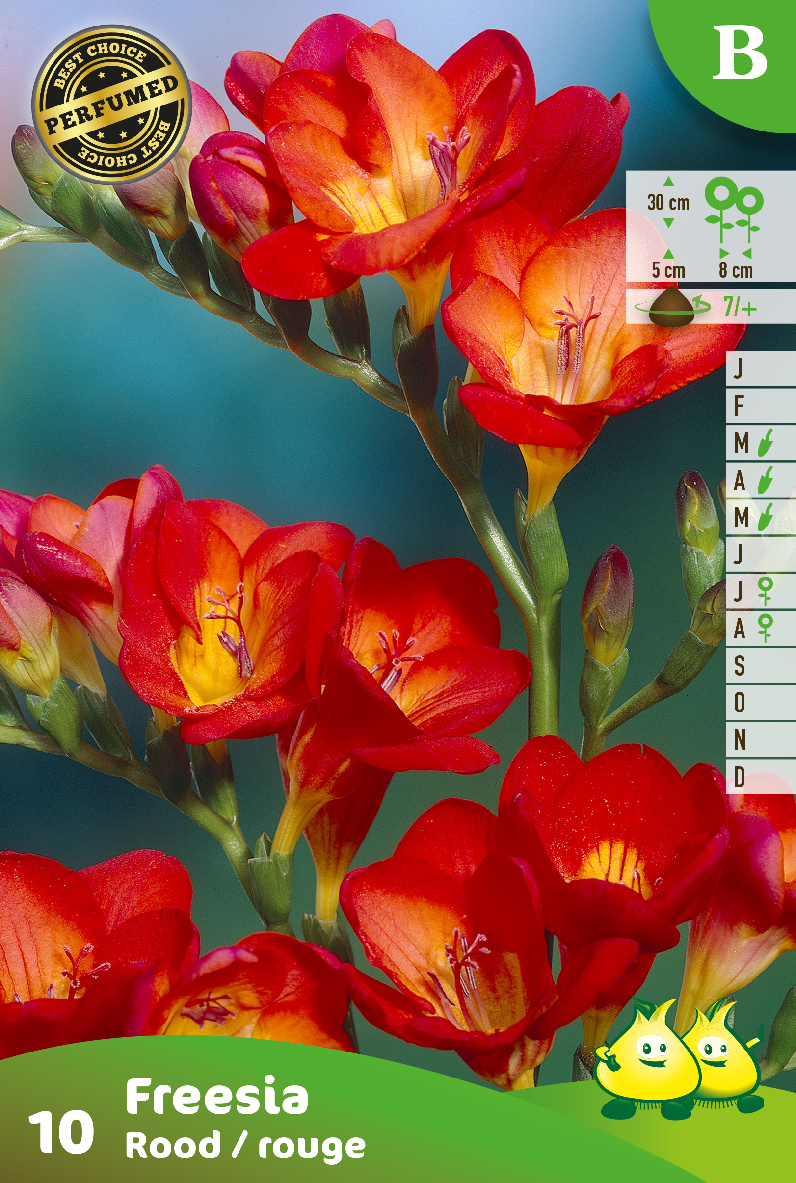 ZAKJES FREESIA ROOD B