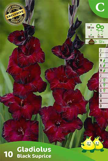 SACHET GLAIEULS BLACK SURPRICE