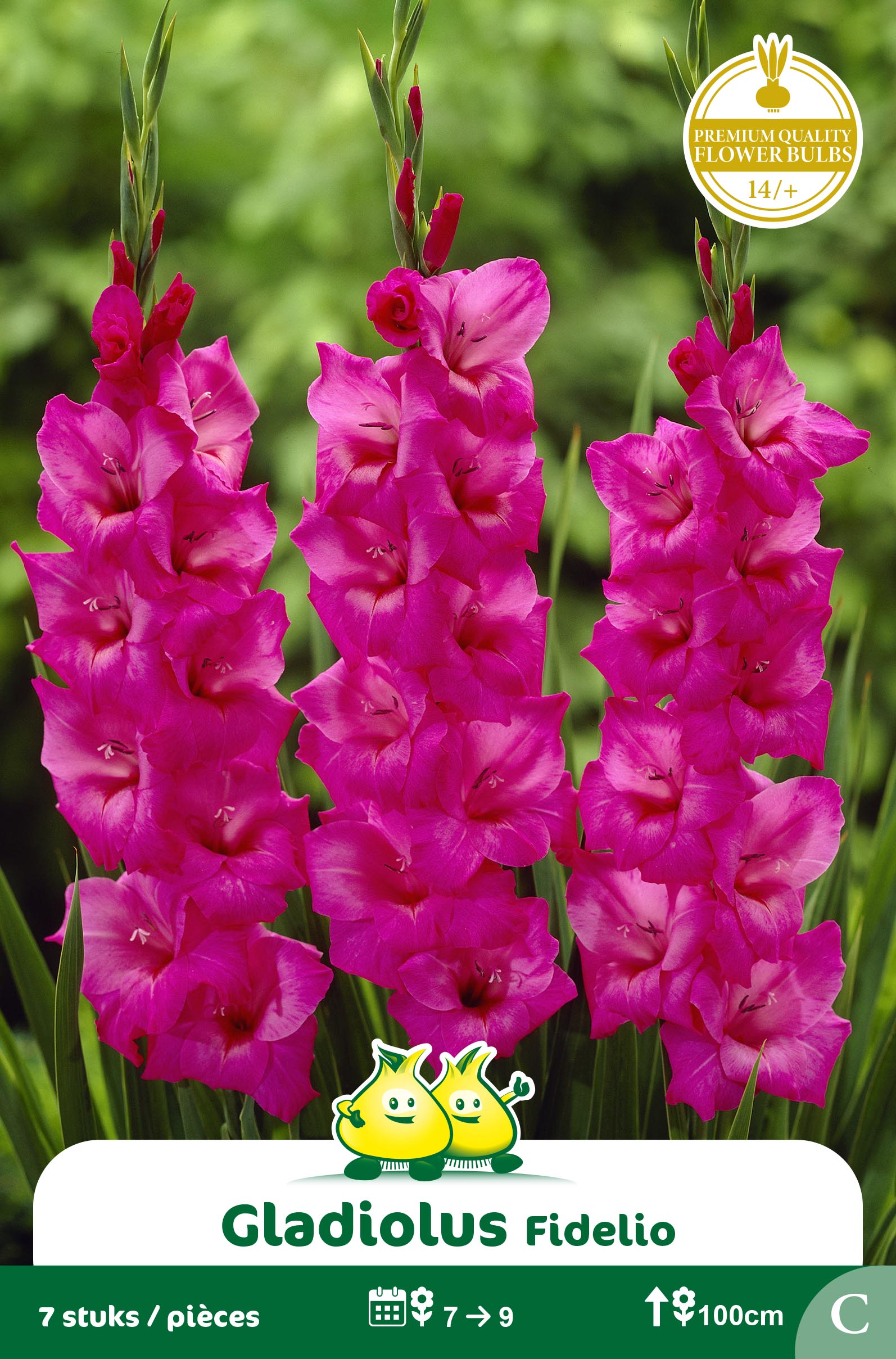 ZAKJES GLADIOLEN FIDELIO