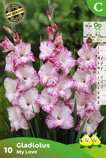 SACHET GLAIEULS MY LOVE