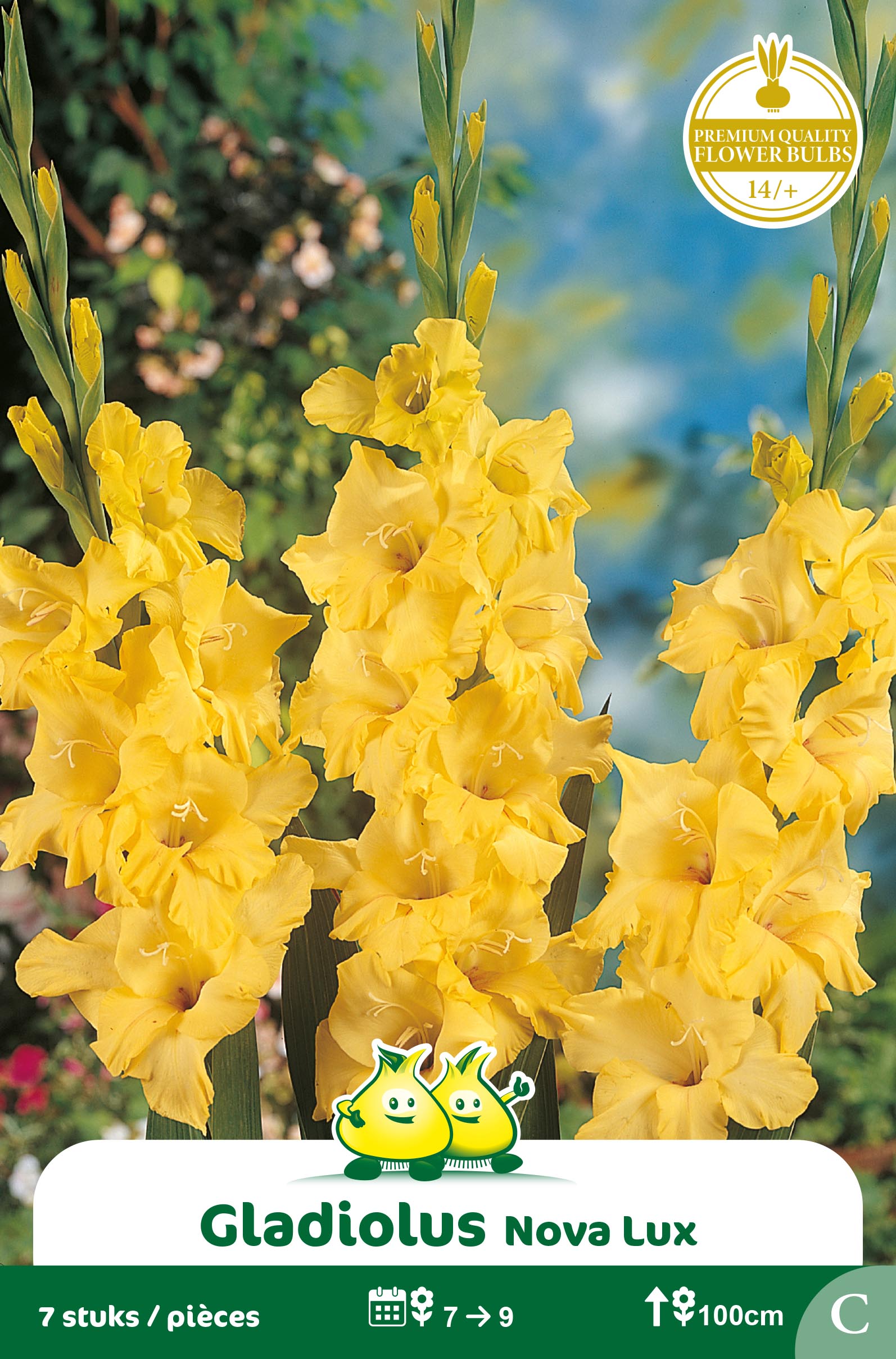 SACHET GLAIEULS NOVA LUX