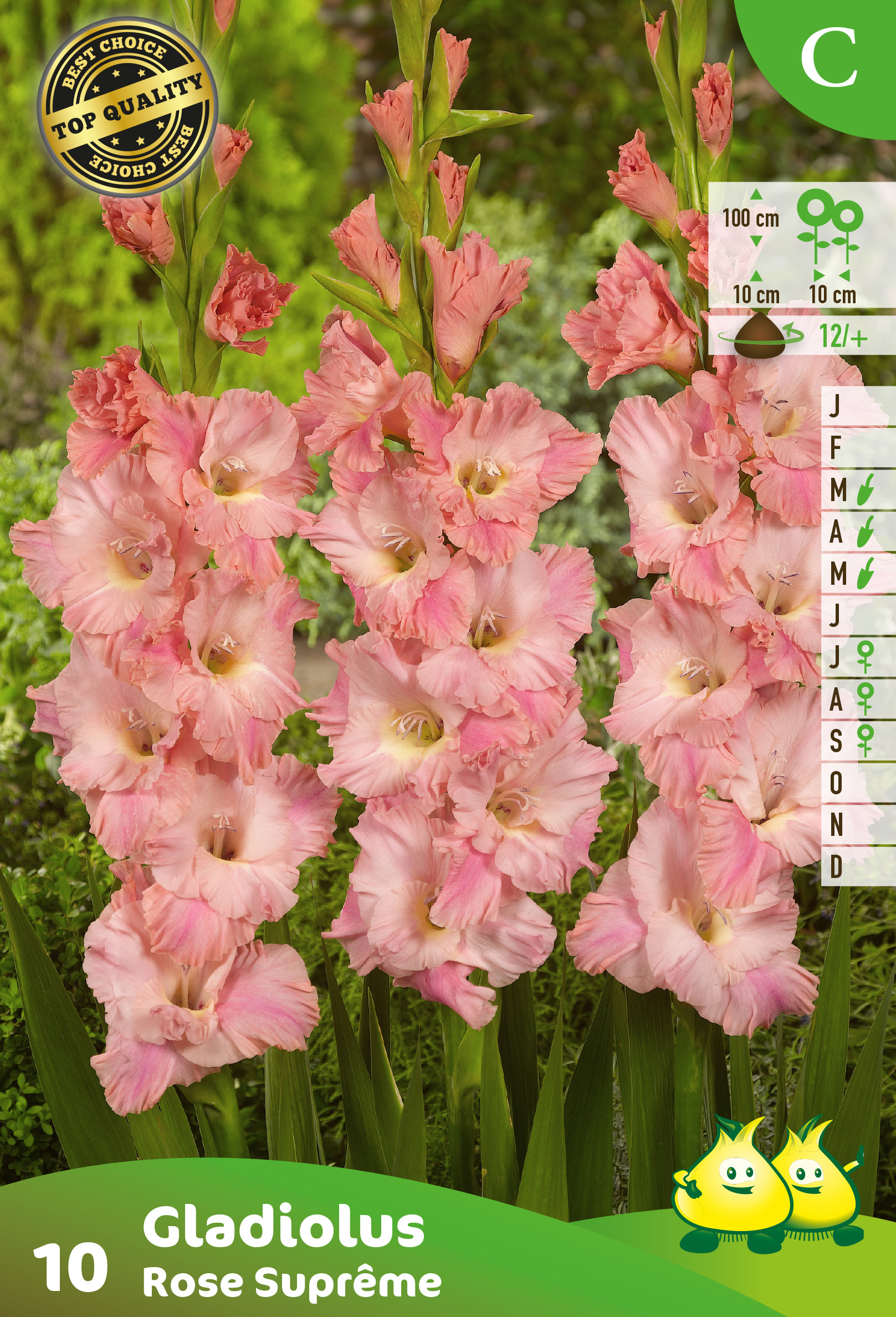 SACHET GLAIEULS ROSE SUPREME