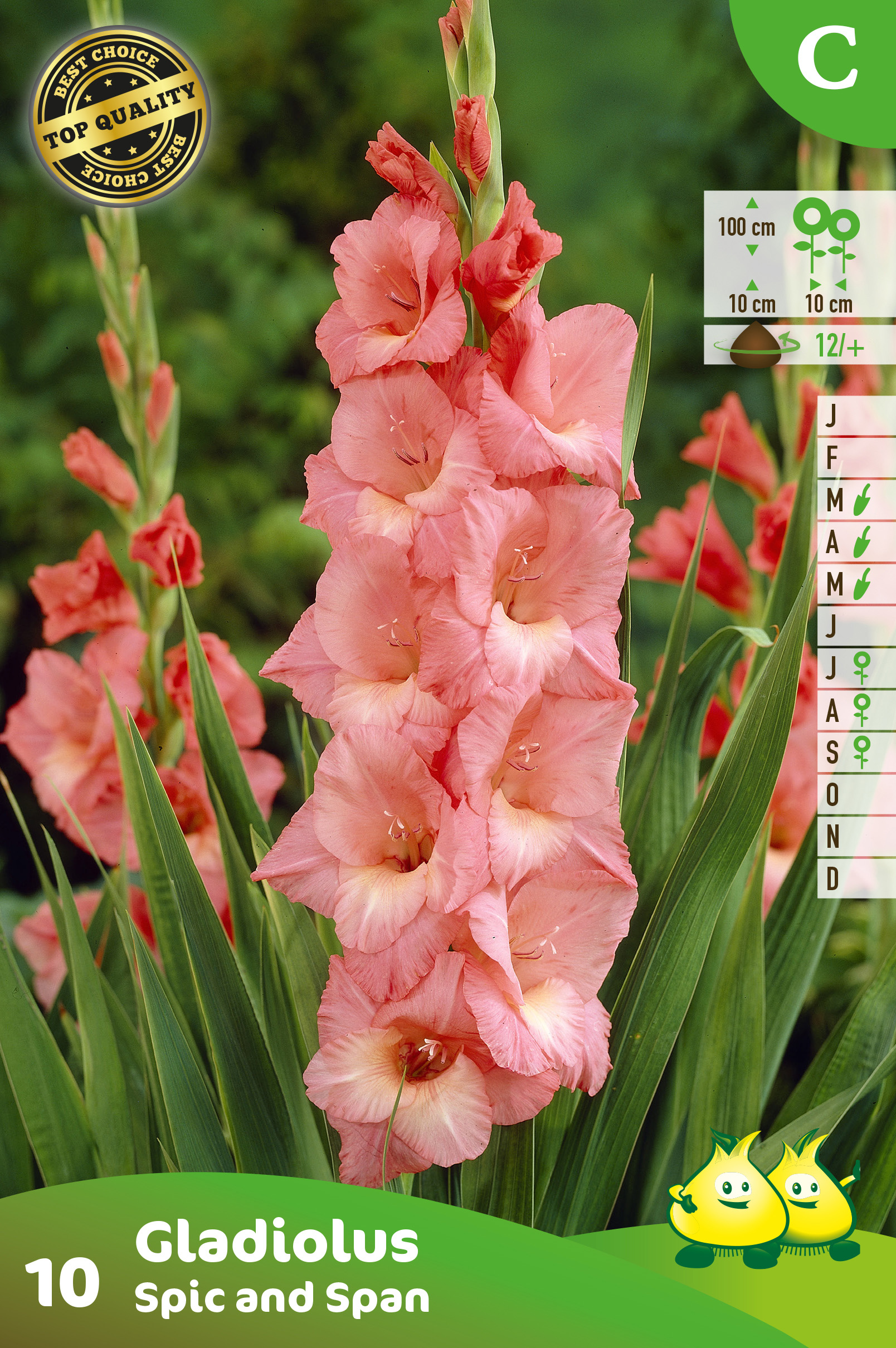 SACHET GLAIEULS SPIC EN SPAN