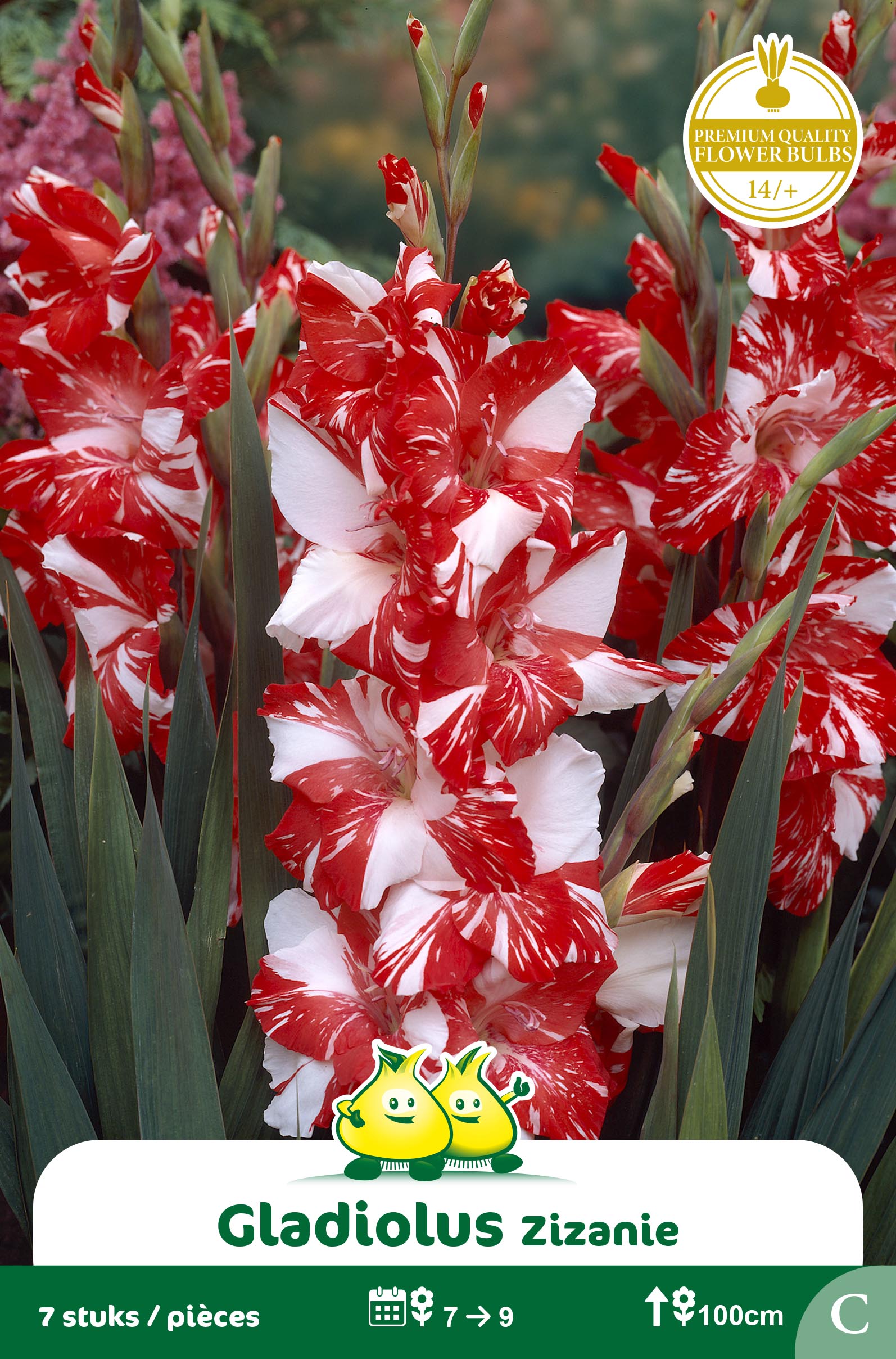 ZAKJES GLADIOOL ZIZANIE