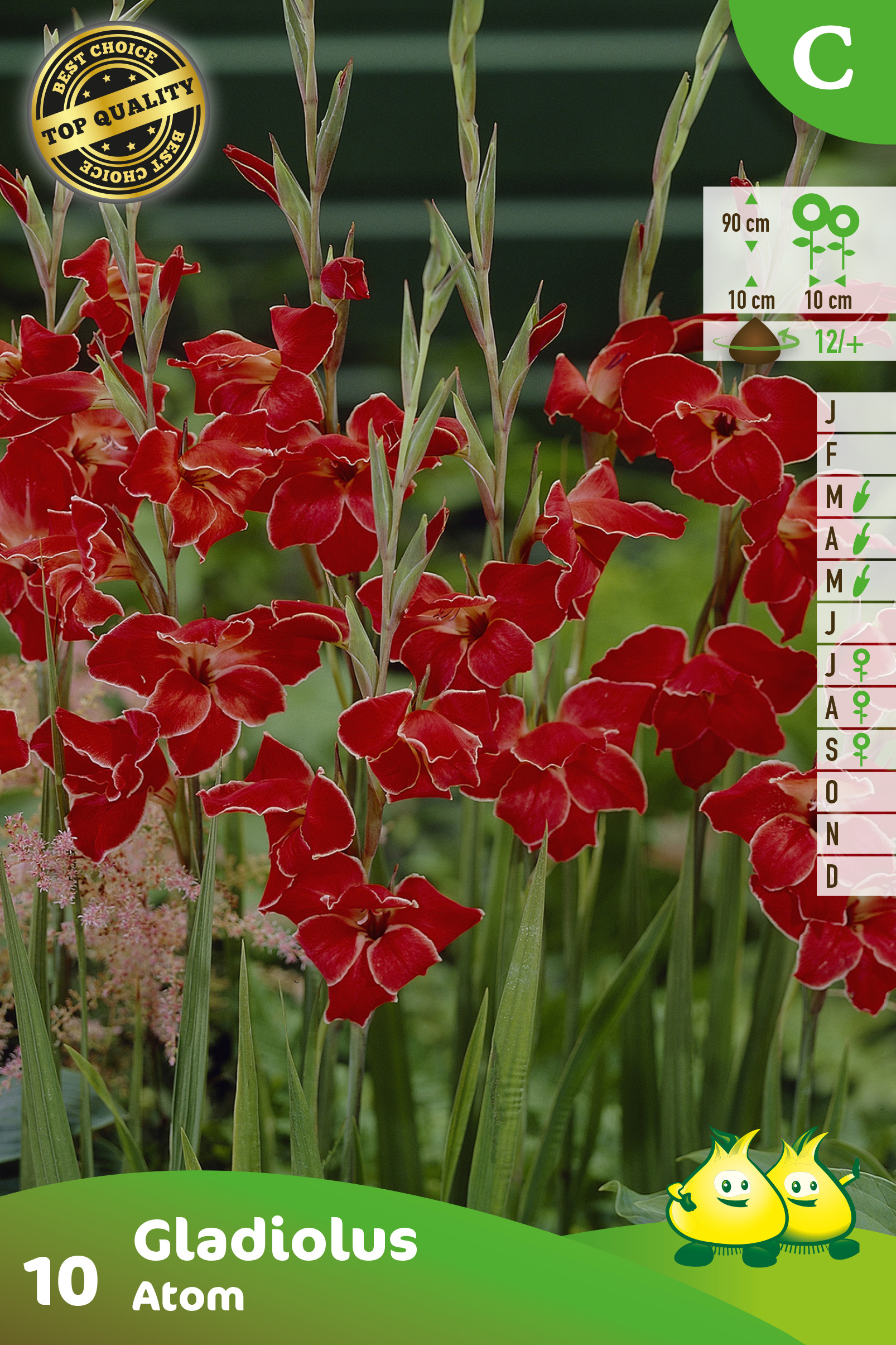 SACHET GLAIEULS ATOM