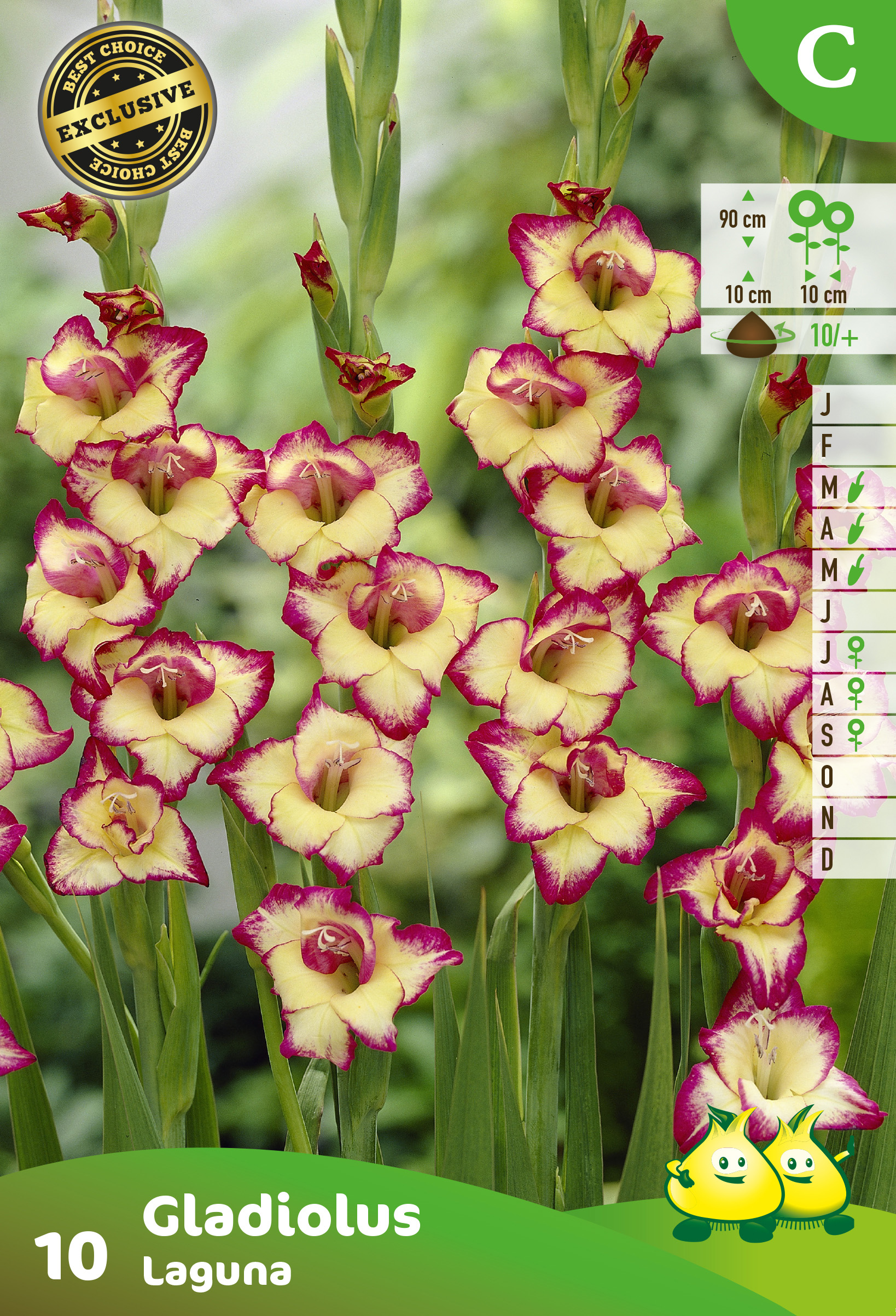 SACHET GLAIEULS LAGUNA