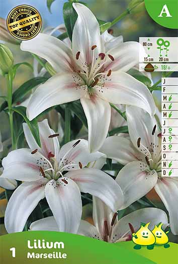 ZAKJES LELIES MARSEILLE