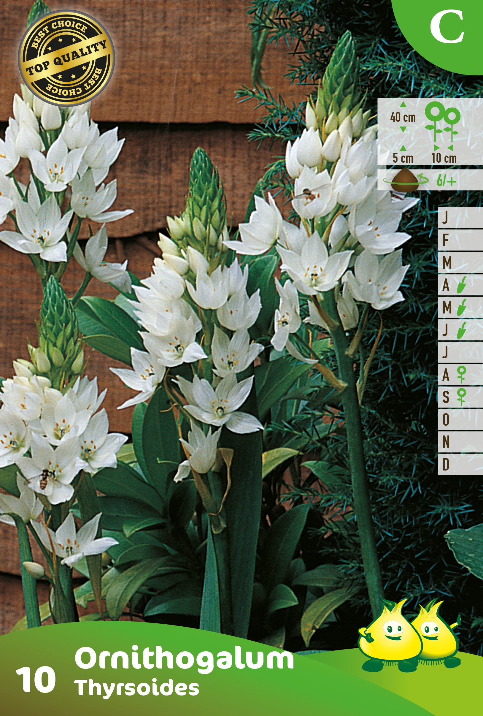 SACHET ORNITHOGALUM THYRSOIDES C