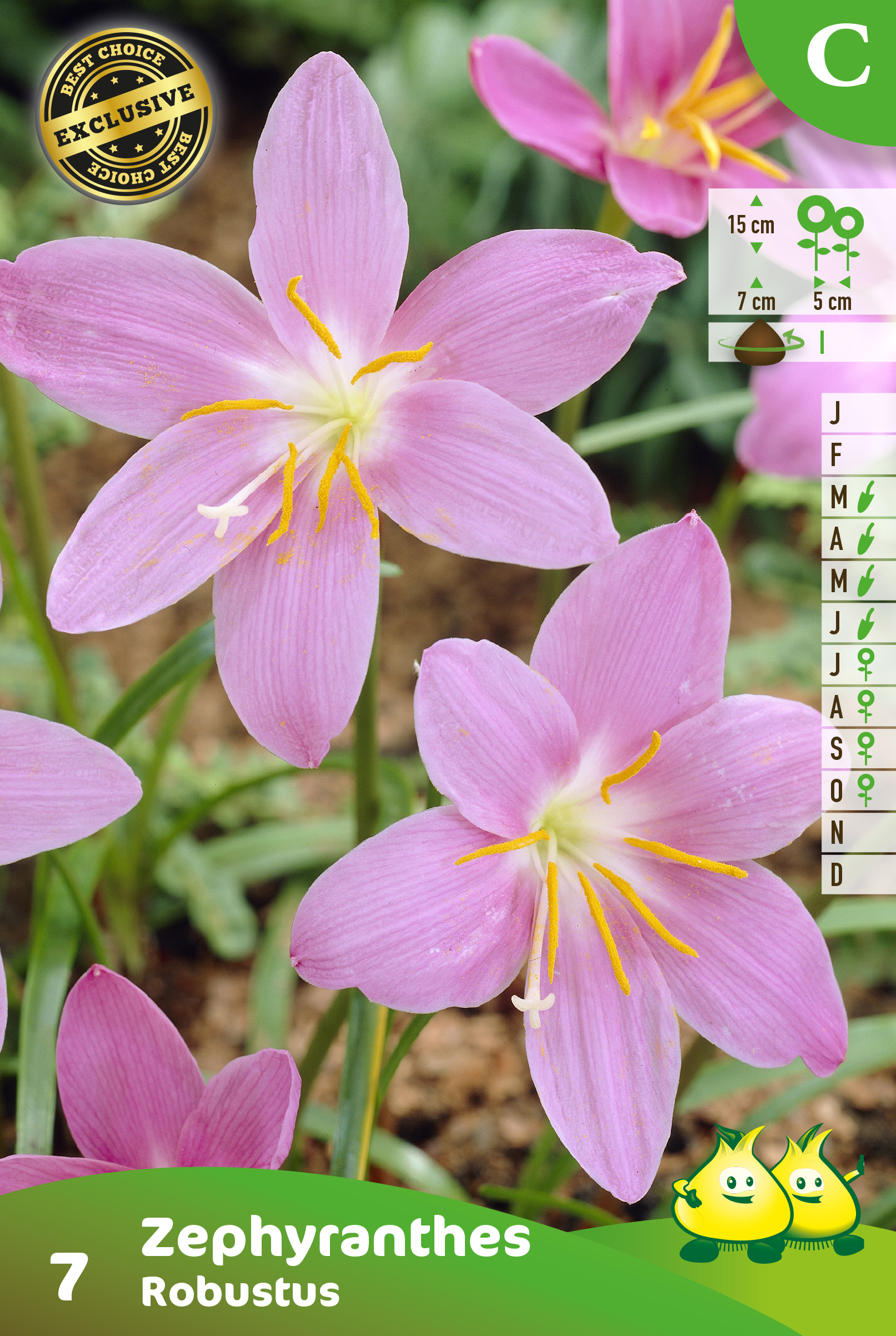 ZAKJES ZEPHYRATHES ZEPHYRANTHES C