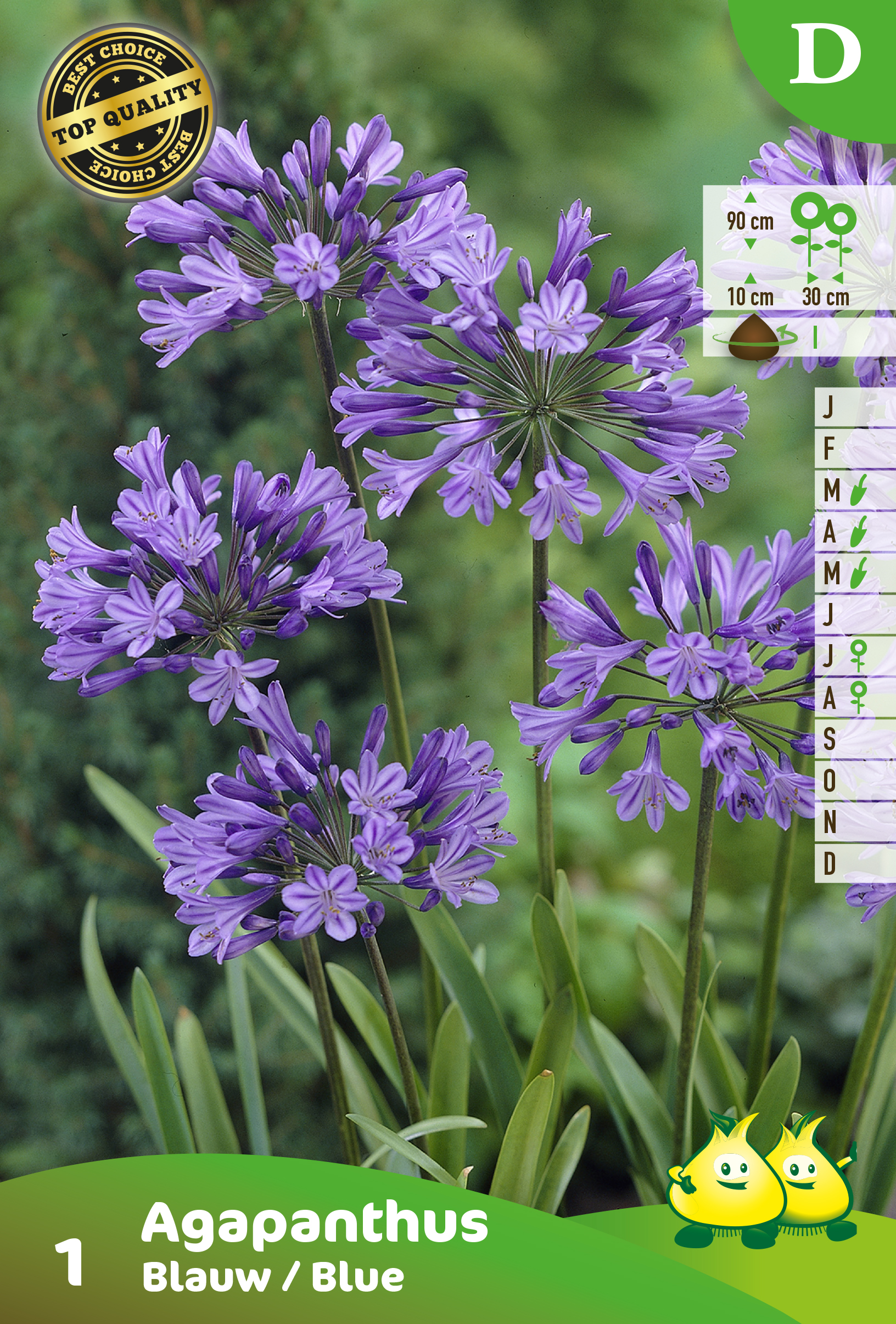 SACHET AGAPANTHUS BLEU 1 D