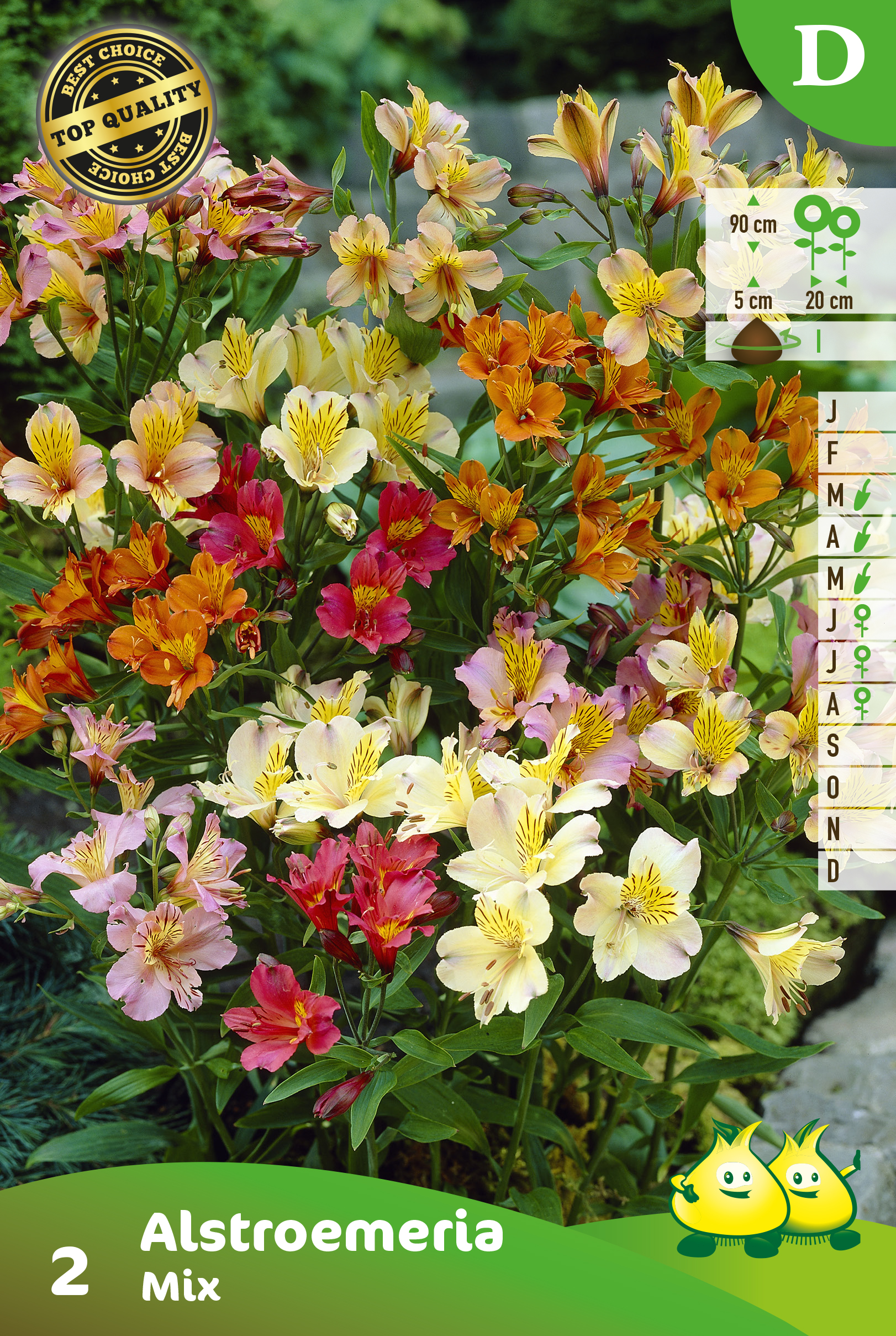 SACHET ALSTROEMERIA MIX 2 D