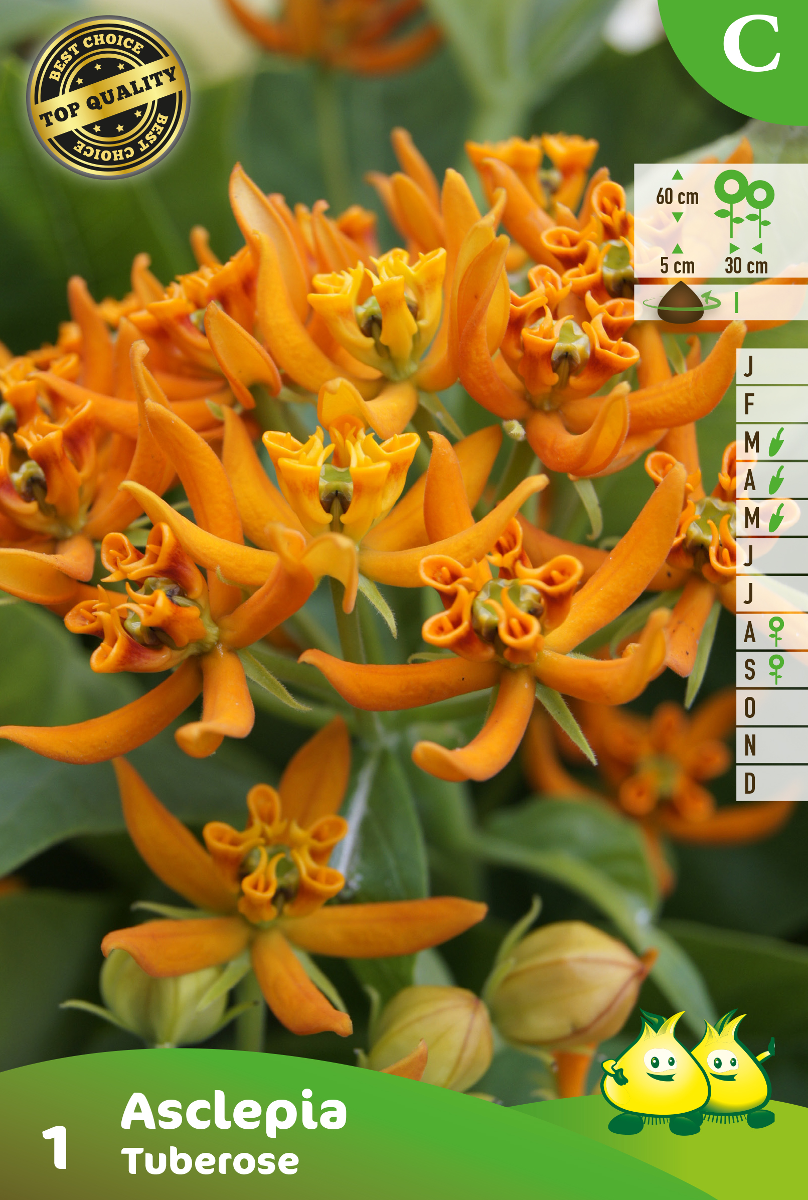 SACHET ASCLEPIA TUBEROSA 1 C