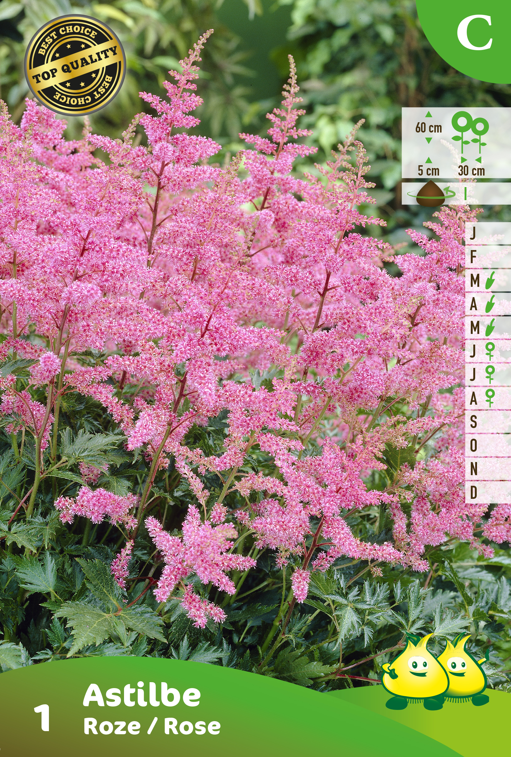 SACHET ASTILBE PINK 1 C