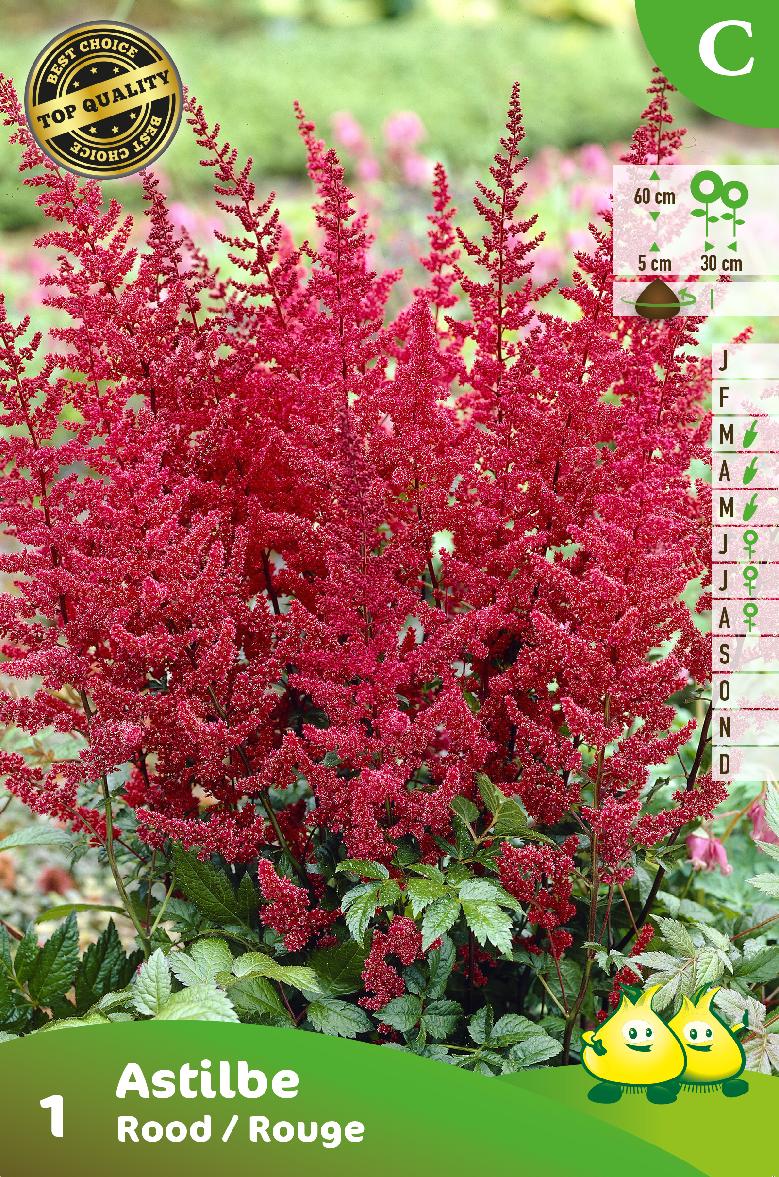 SACHET ASTILBE RED 1 C
