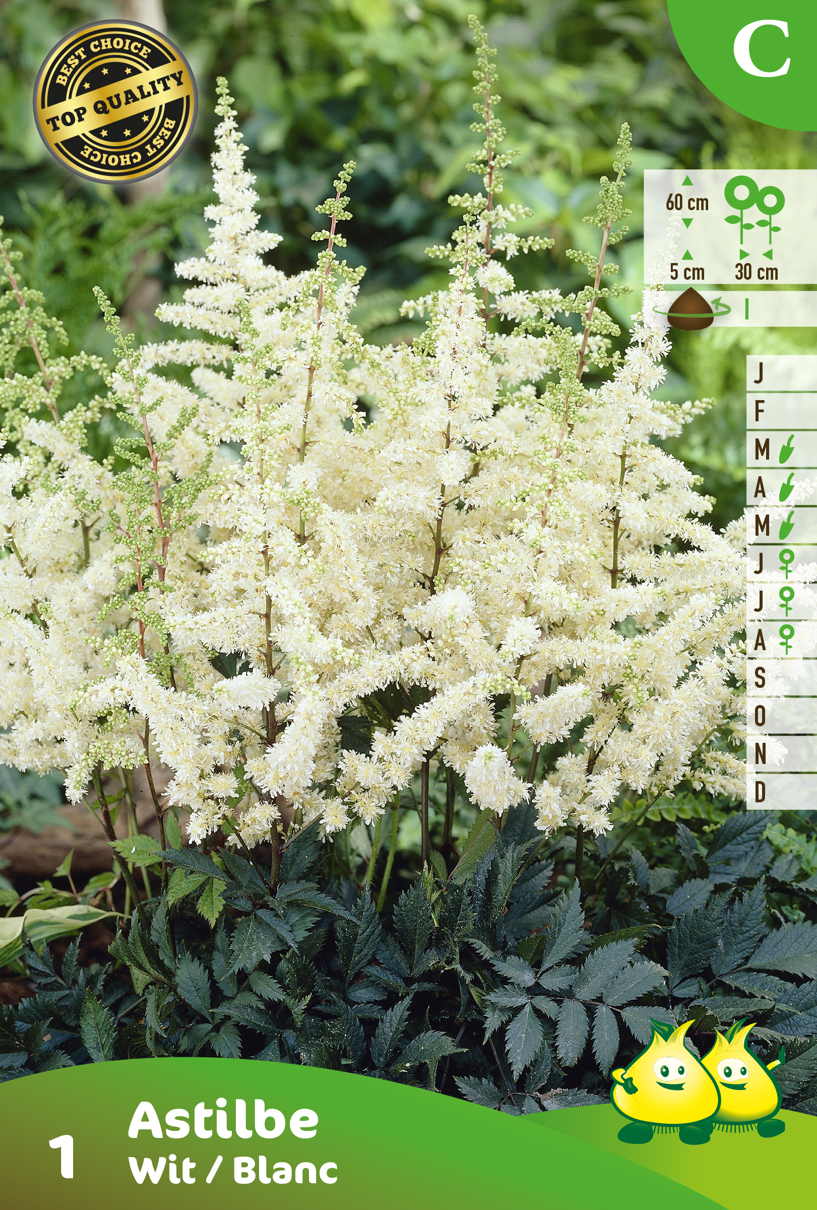 SACHET ASTILBE WHITE 1 C