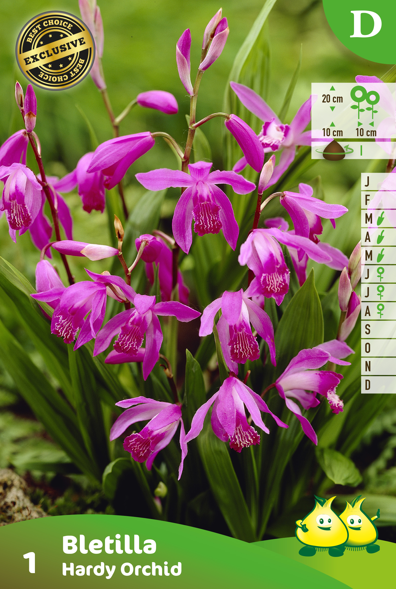 SACHET BLETILLA HARDY ORCHID 1 D