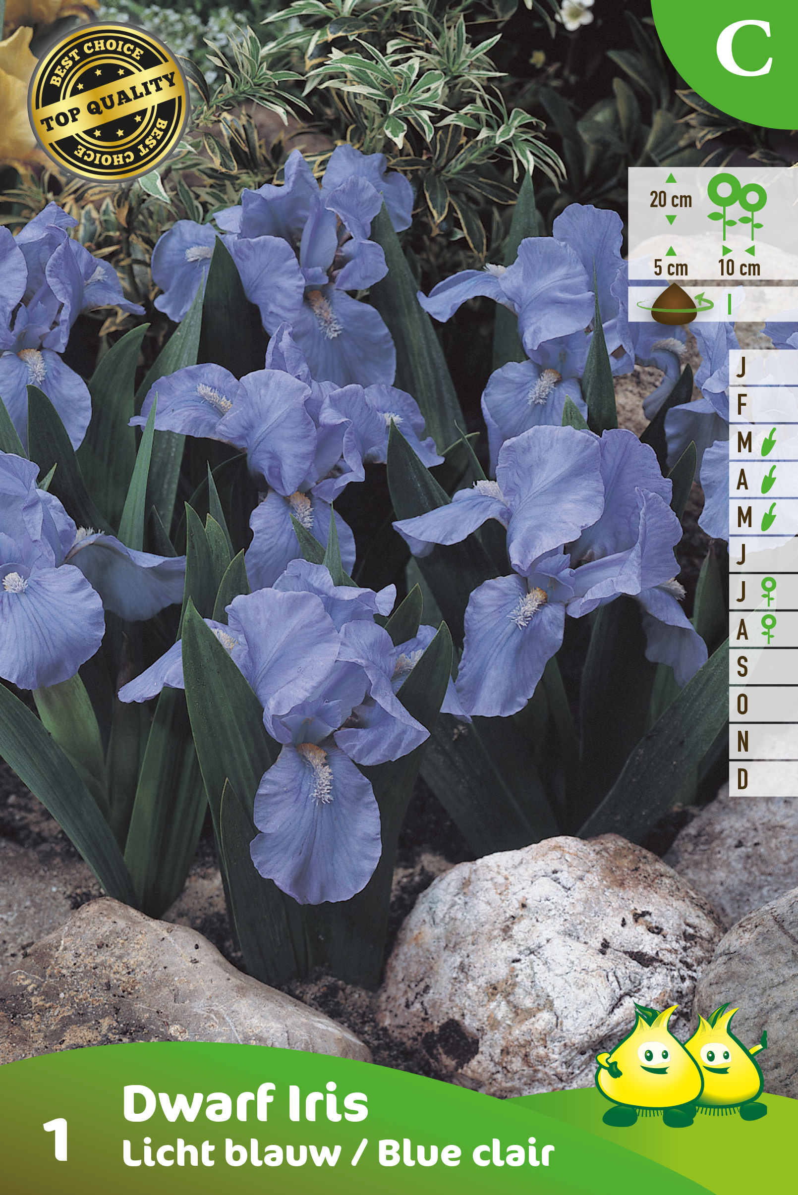 SACHET IRIS NAIN BLEU CLAIR 1 C