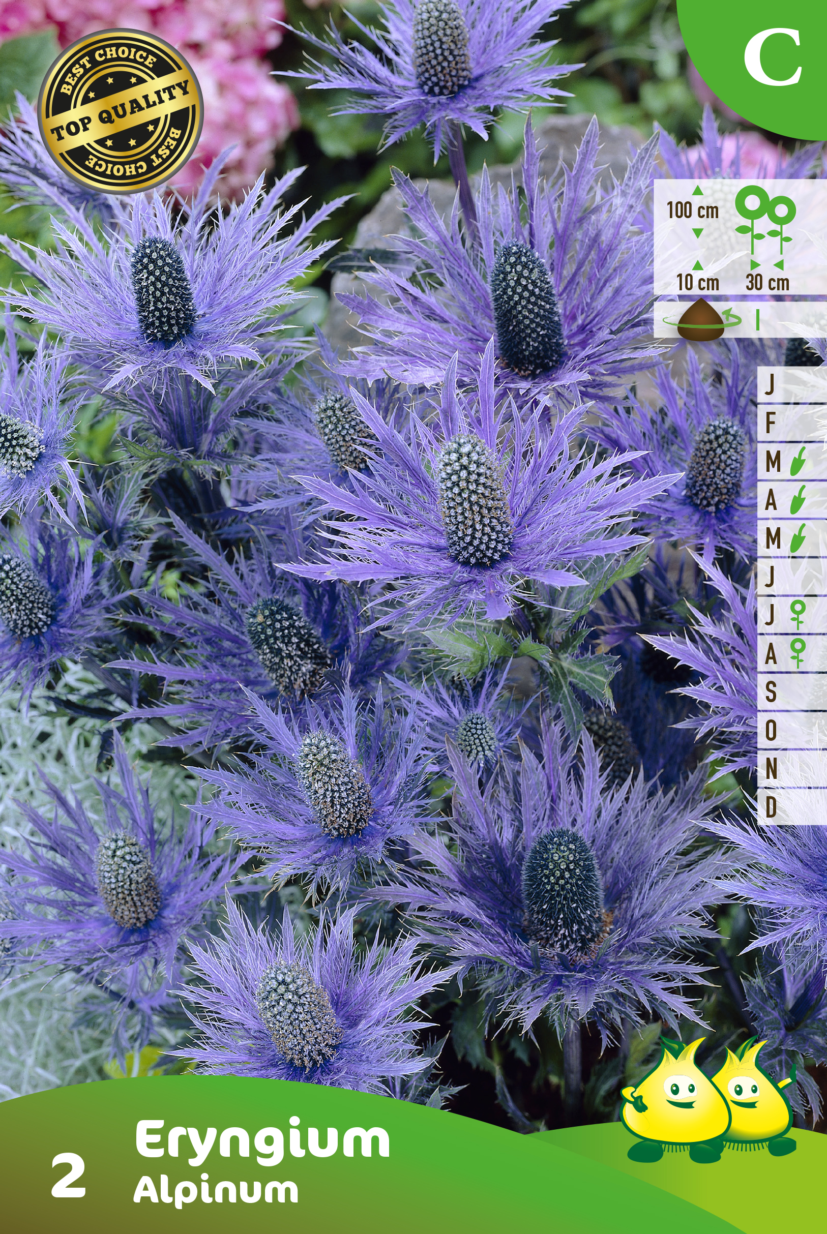 ZAKJES ERYNGIUM BLEU DISTEL 2 C