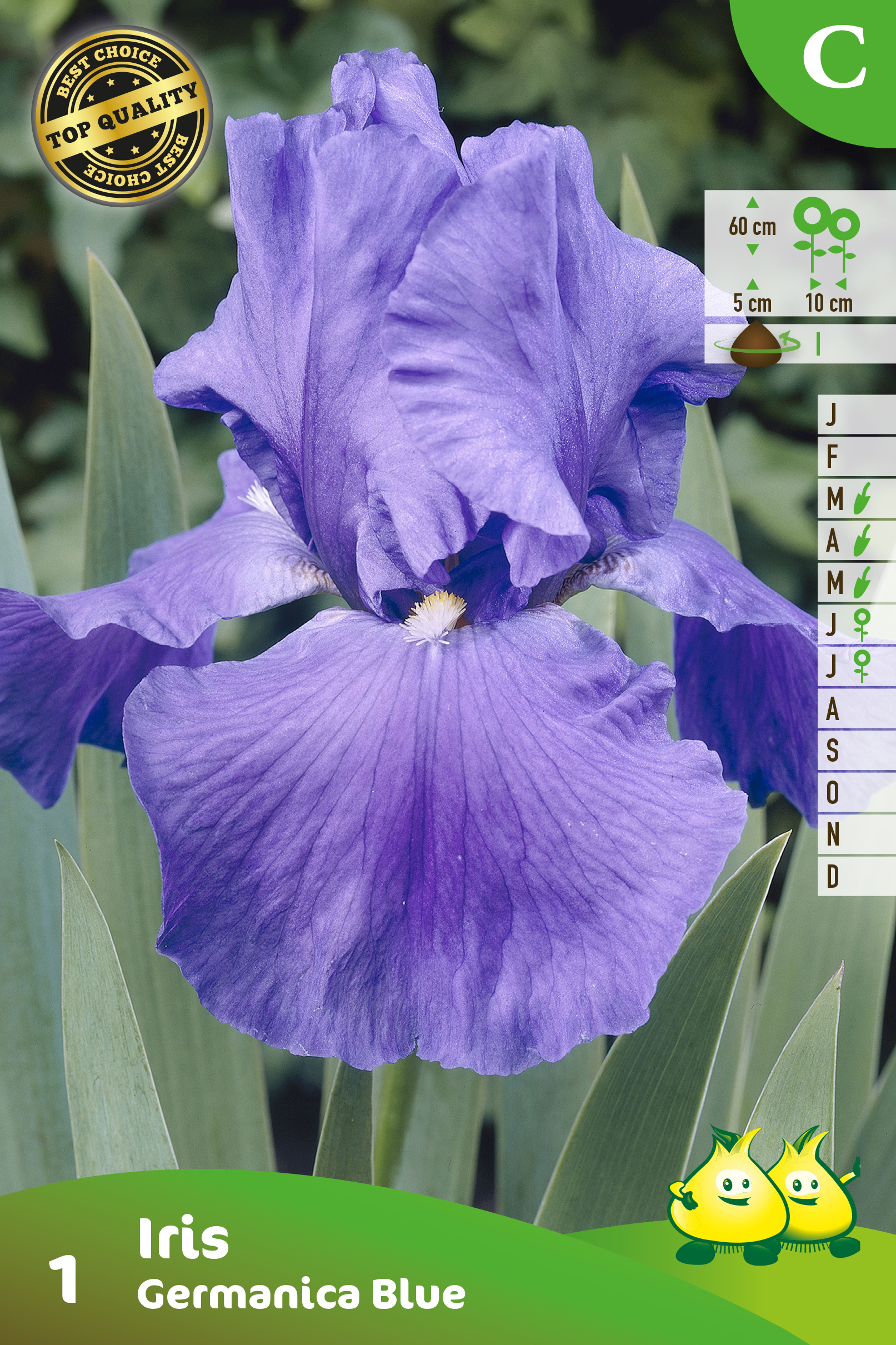 SACHET IRIS GERMANICA BLEU 1 C