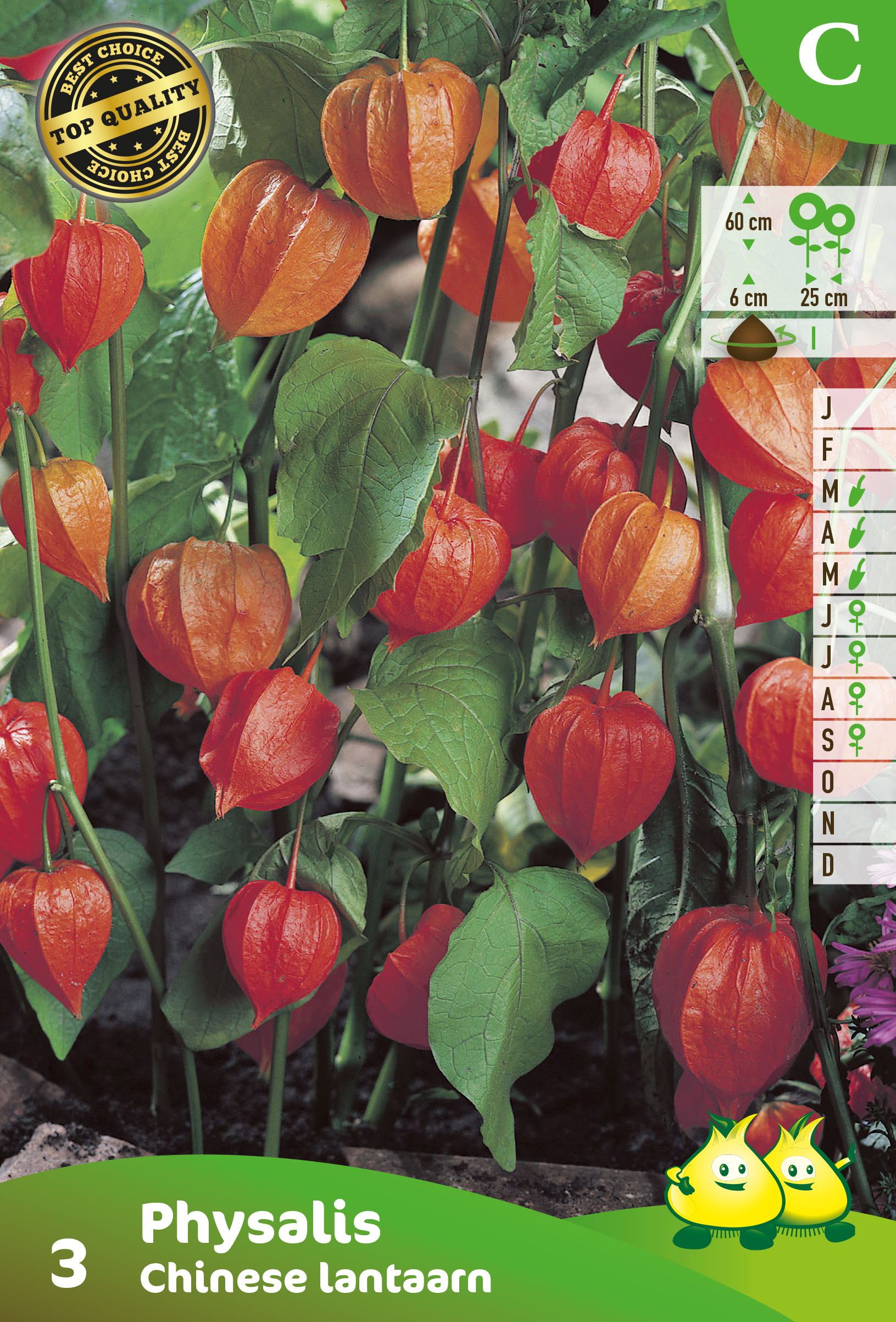 SACHET PHYSALIS - CHINEESE LANTAARN 3 C