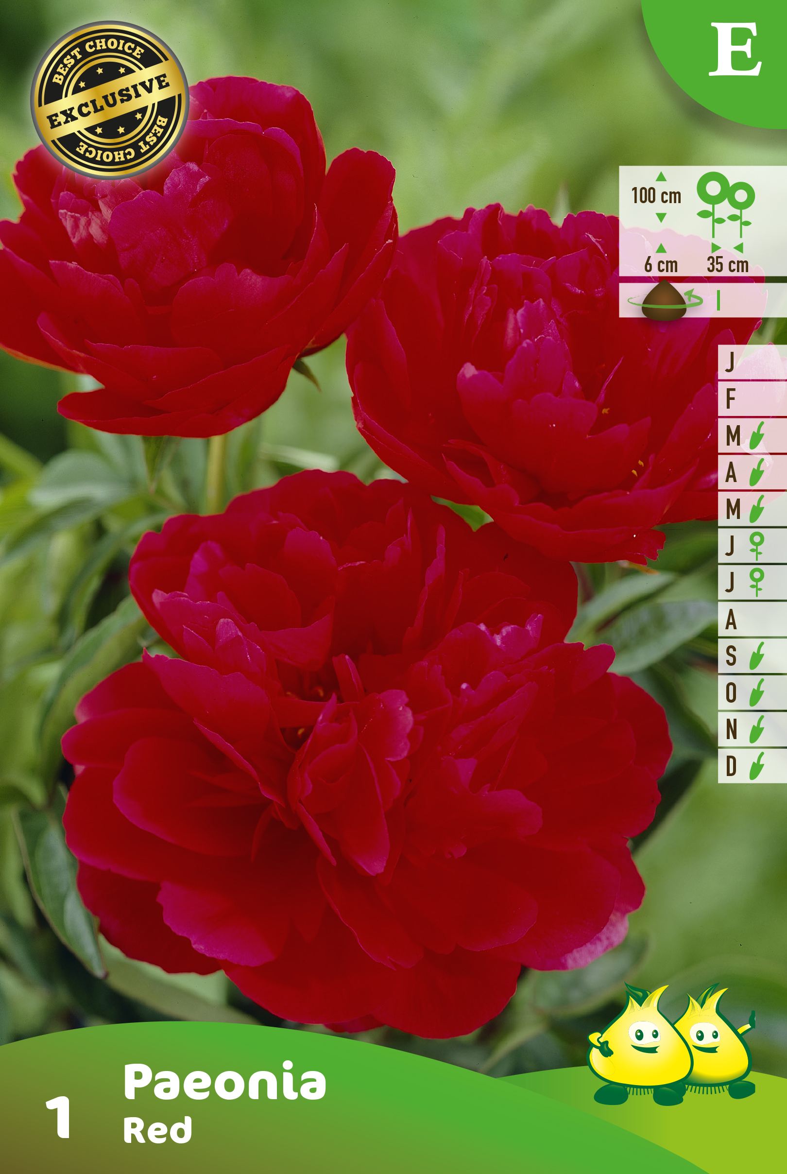 ZAKJES PAEONIA RED 1 E