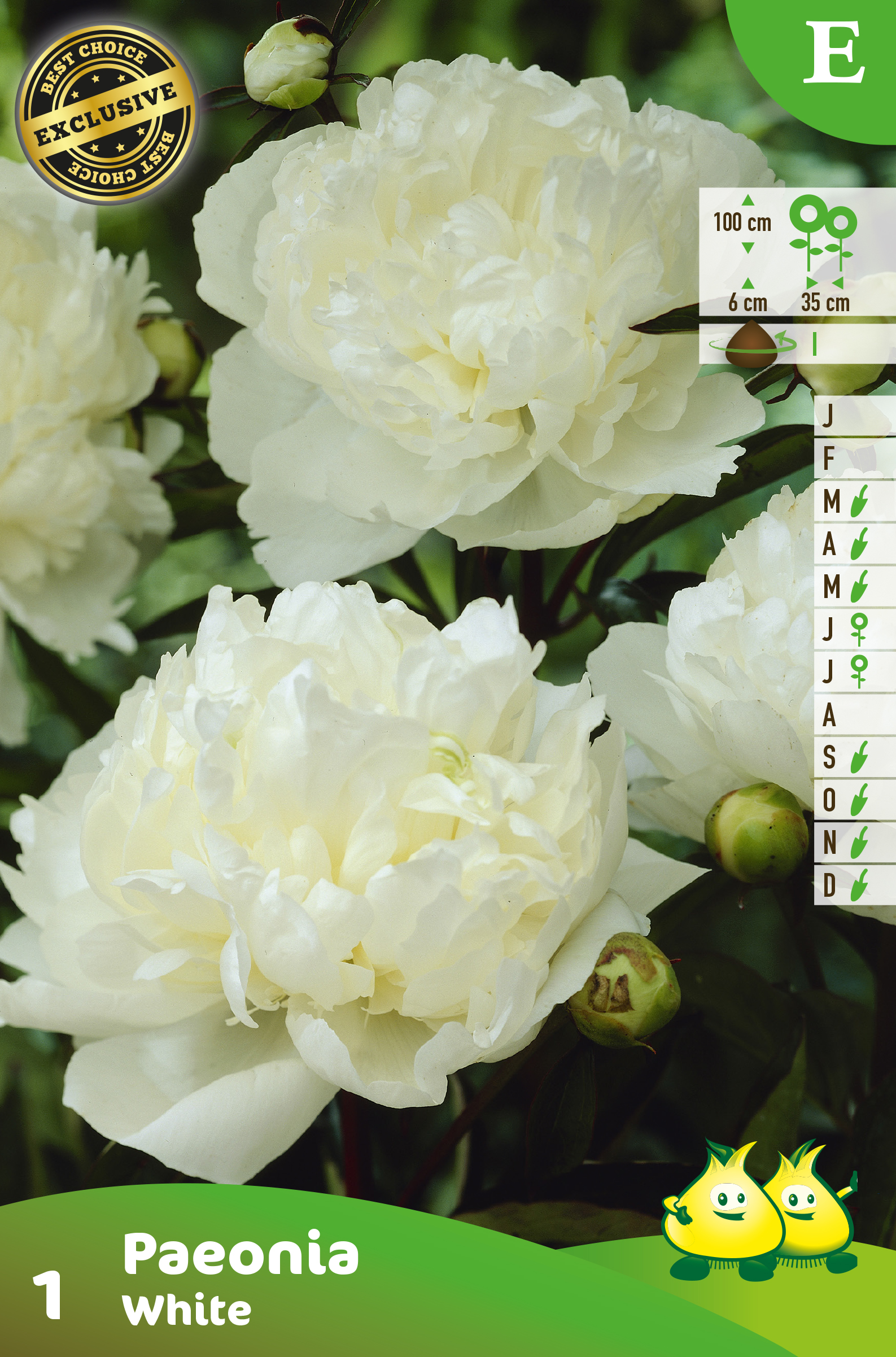 ZAKJES PAEONIA WHITE 1 E