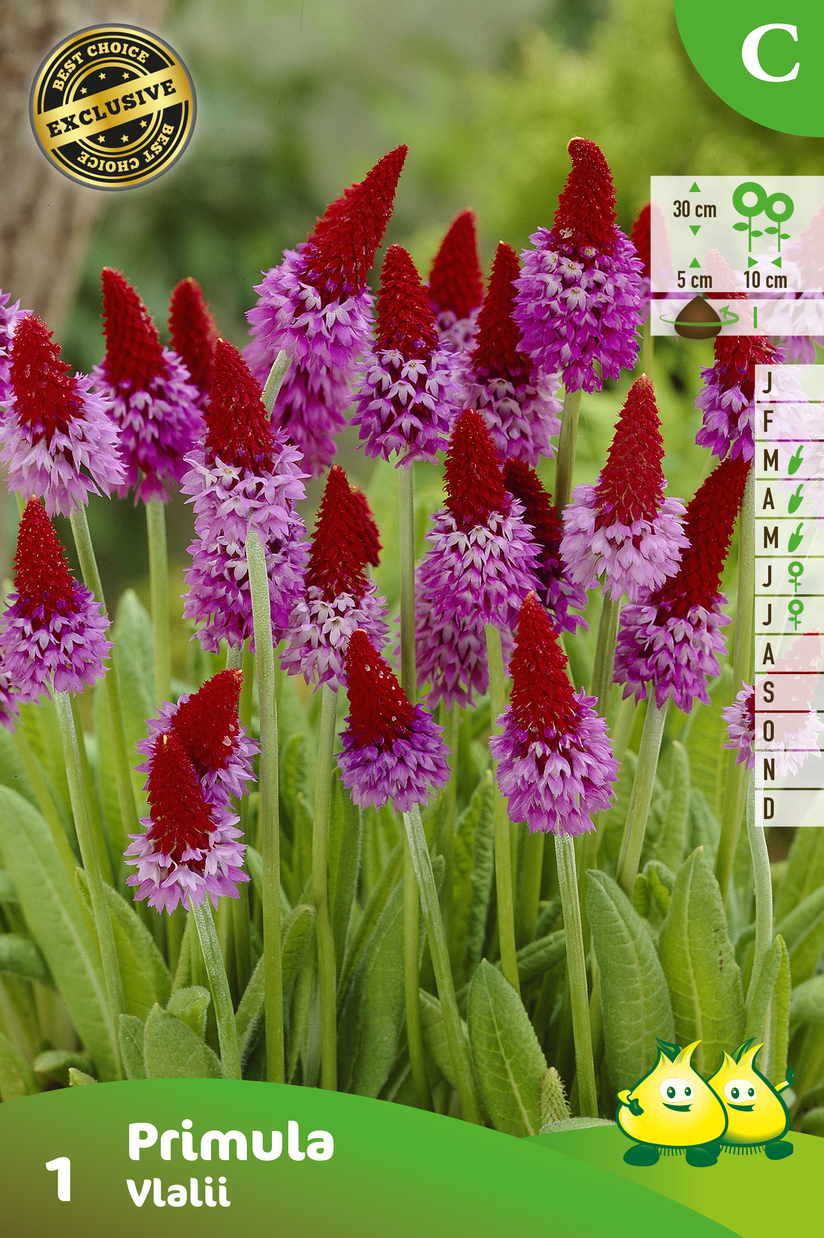 SACHET PRIMULA VIALII 1 C