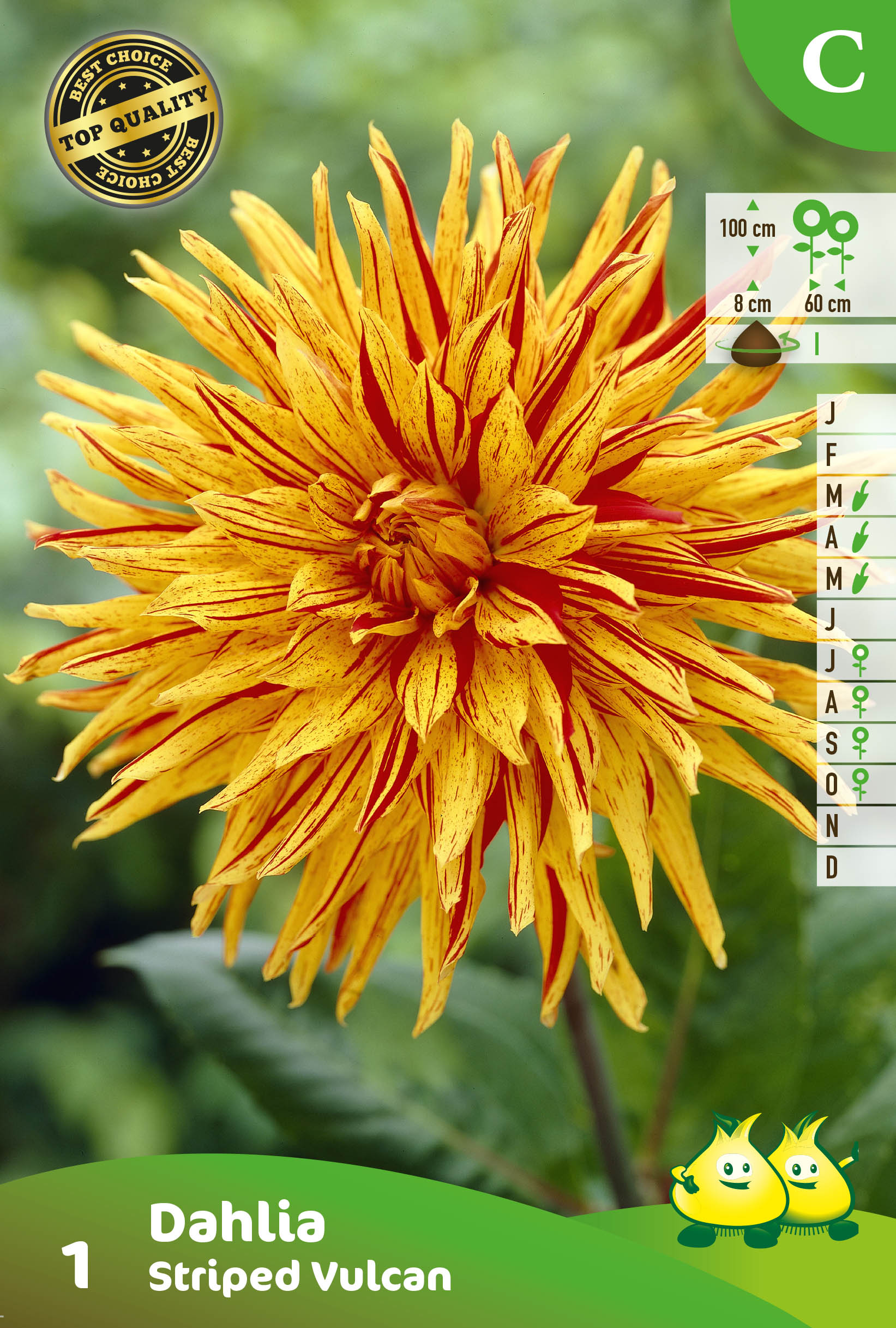 SACHET CACTUS DAHLIA STRIPED VULCAN