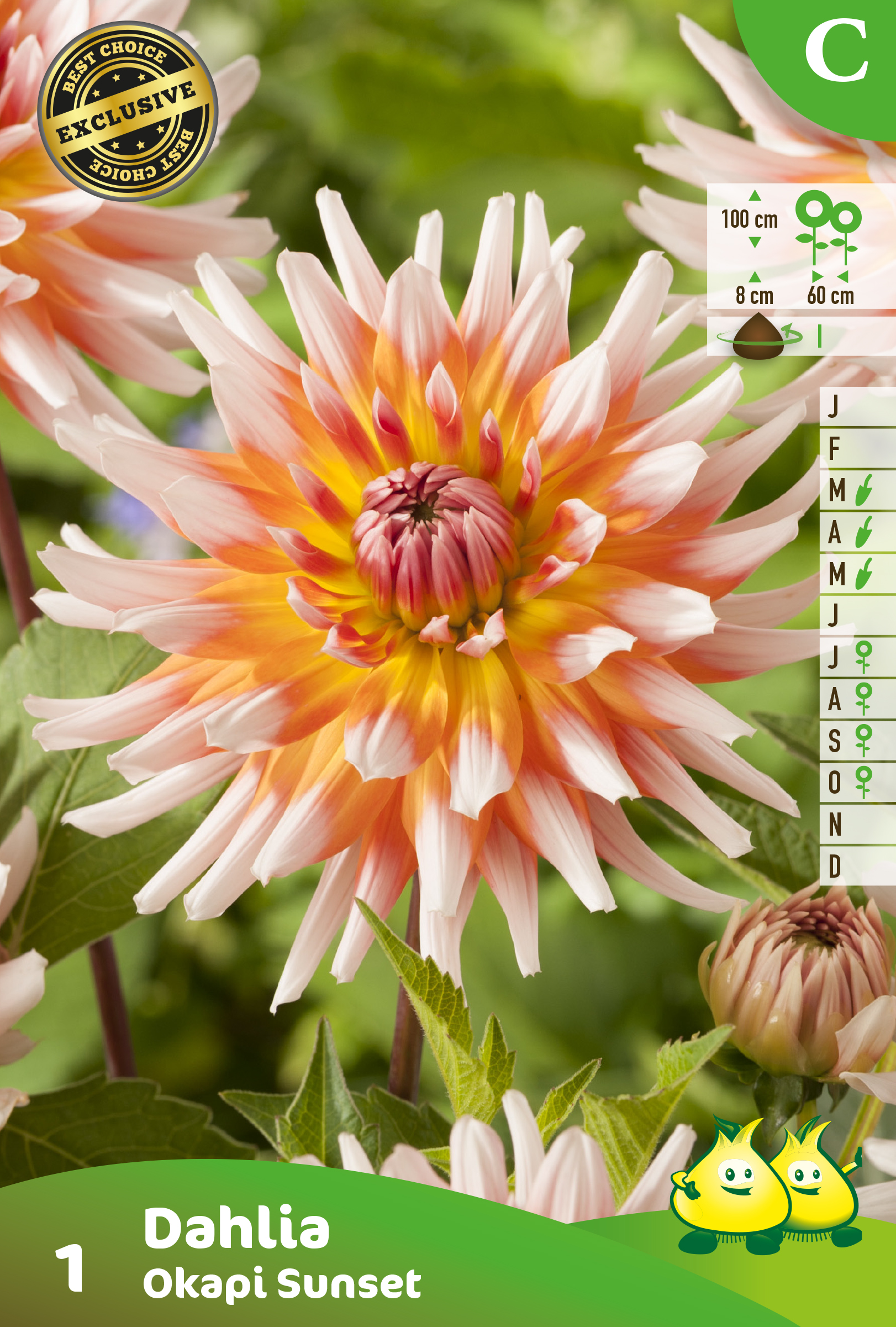 ZAKJES DAHLIA OKAPI SUNSET A