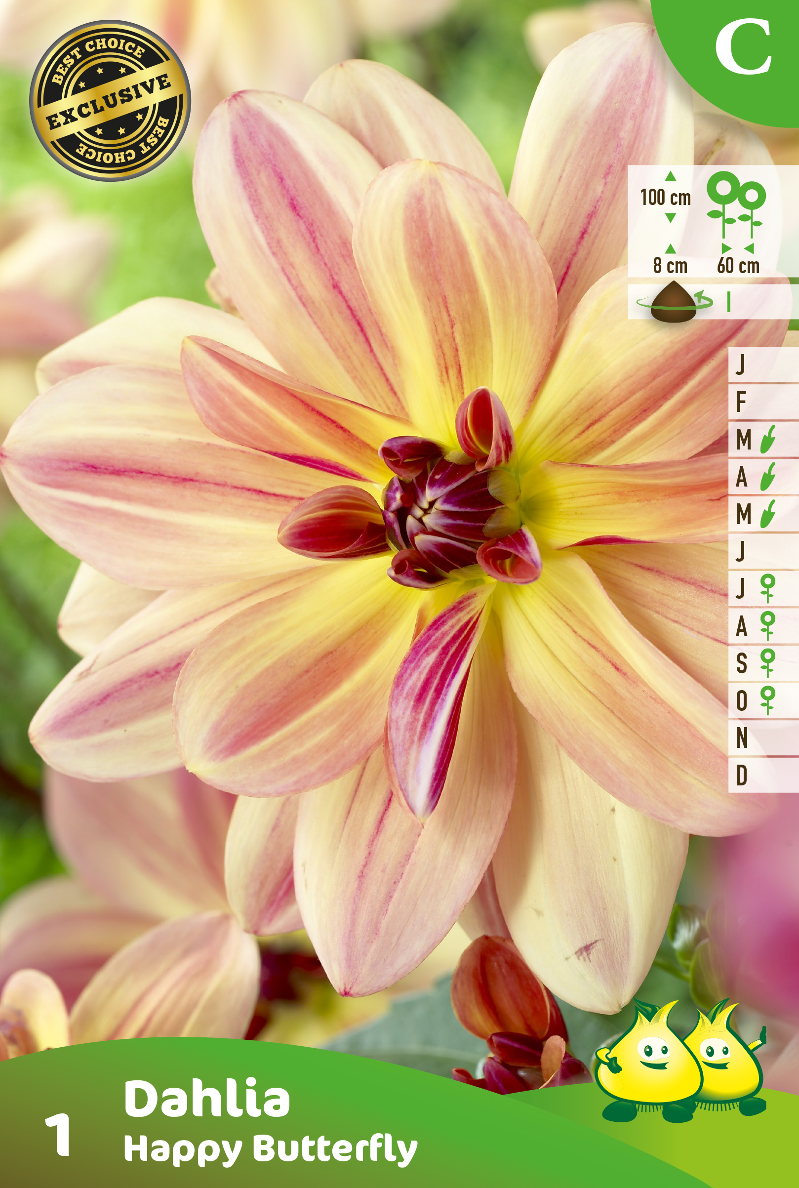 ZAKJES DECORATIEF DAHLIA HAPPY BUTTERFLY A