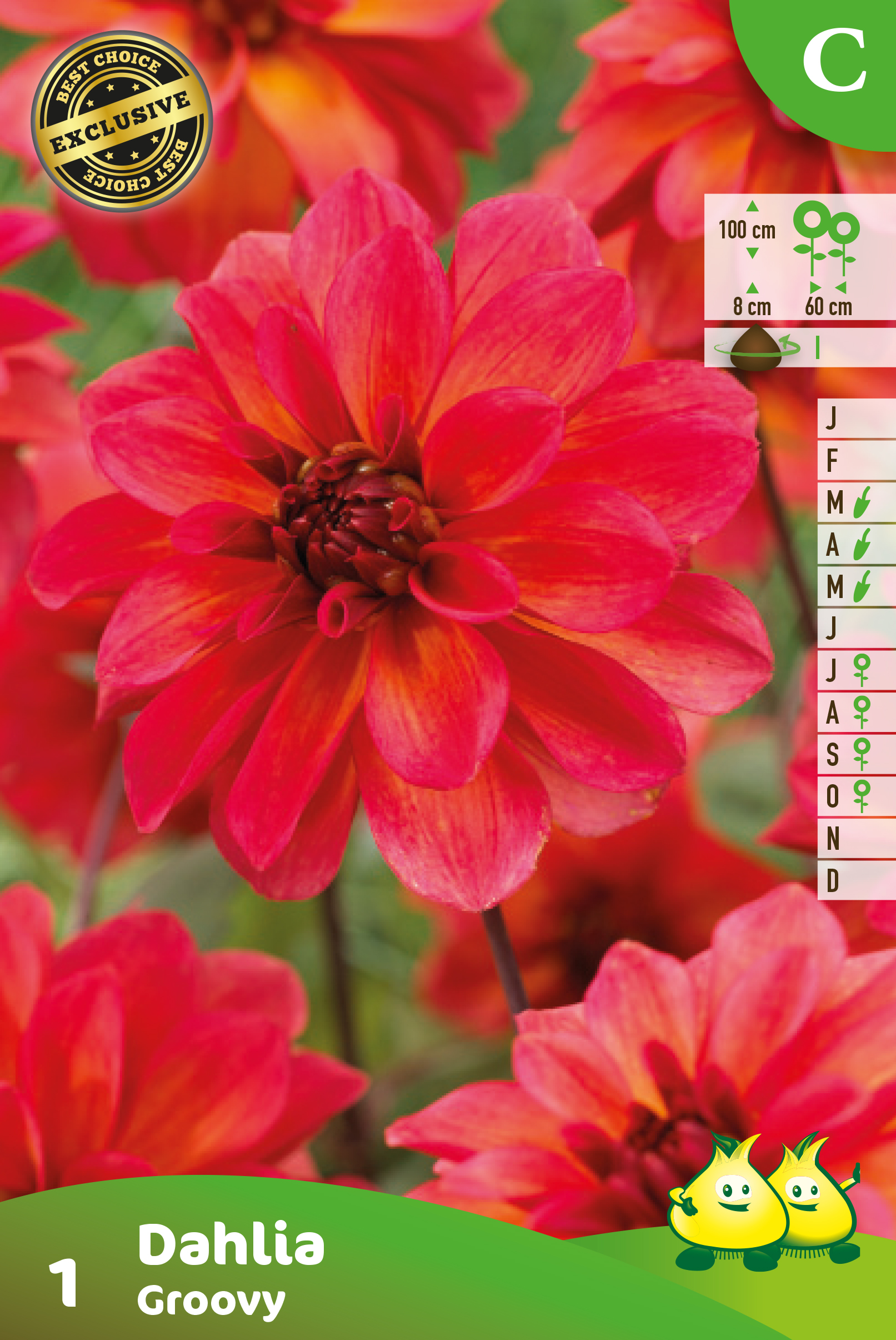 ZAKJES DAHLIA GROOVY A