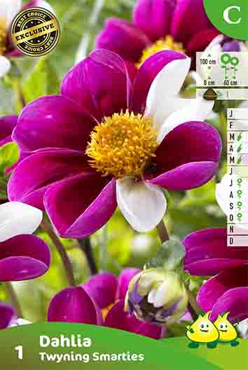 ZAKJES DAHLIA TWYNING SMARTIES