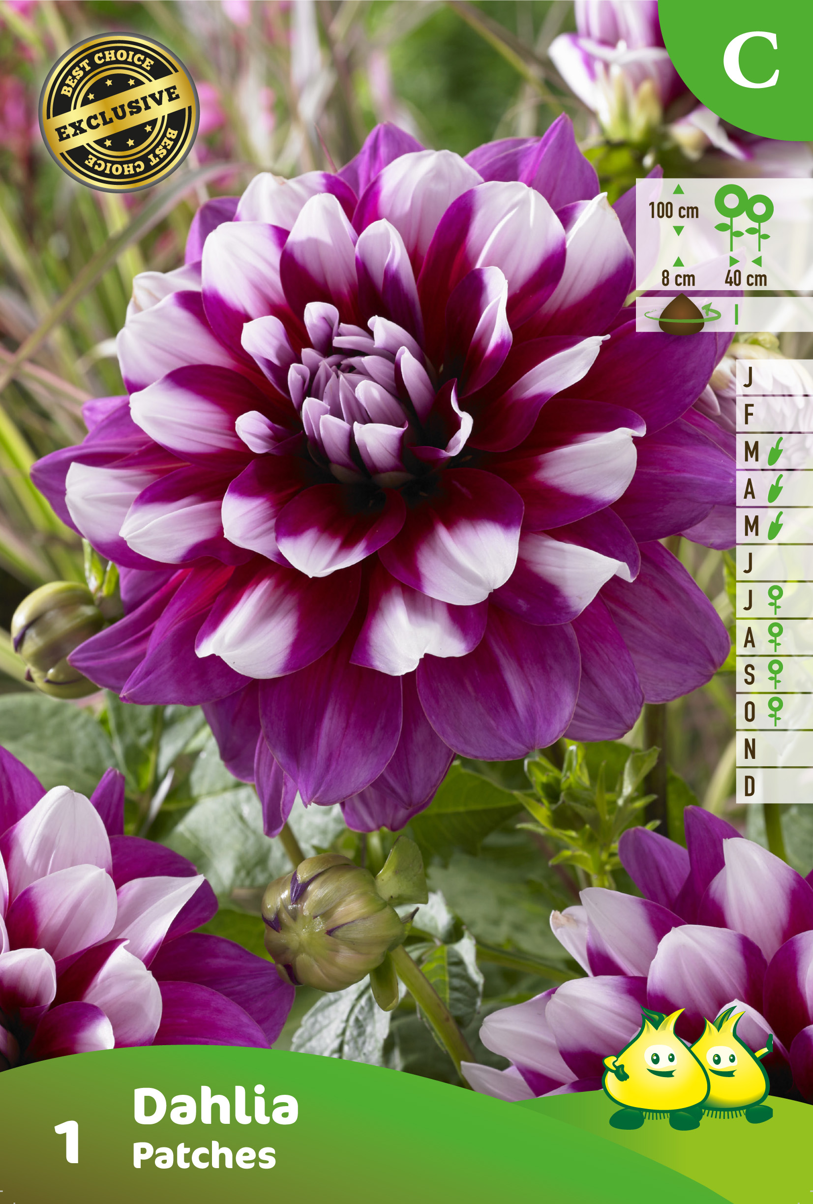 ZAKJES DAHLIA PATCHES A