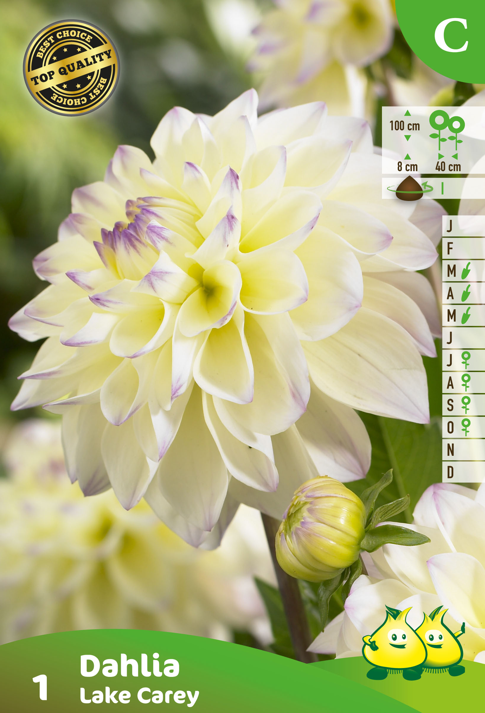 ZAKJES DAHLIA LAKE CAREY