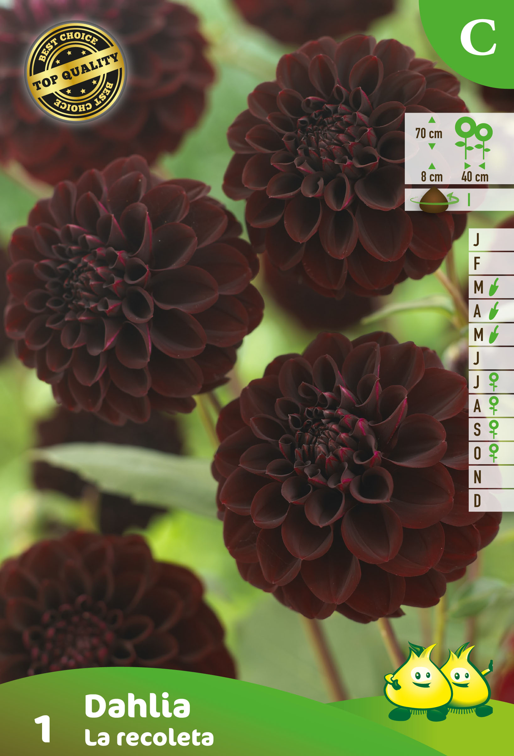 ZAKJES DAHLIA LA RECOLETA