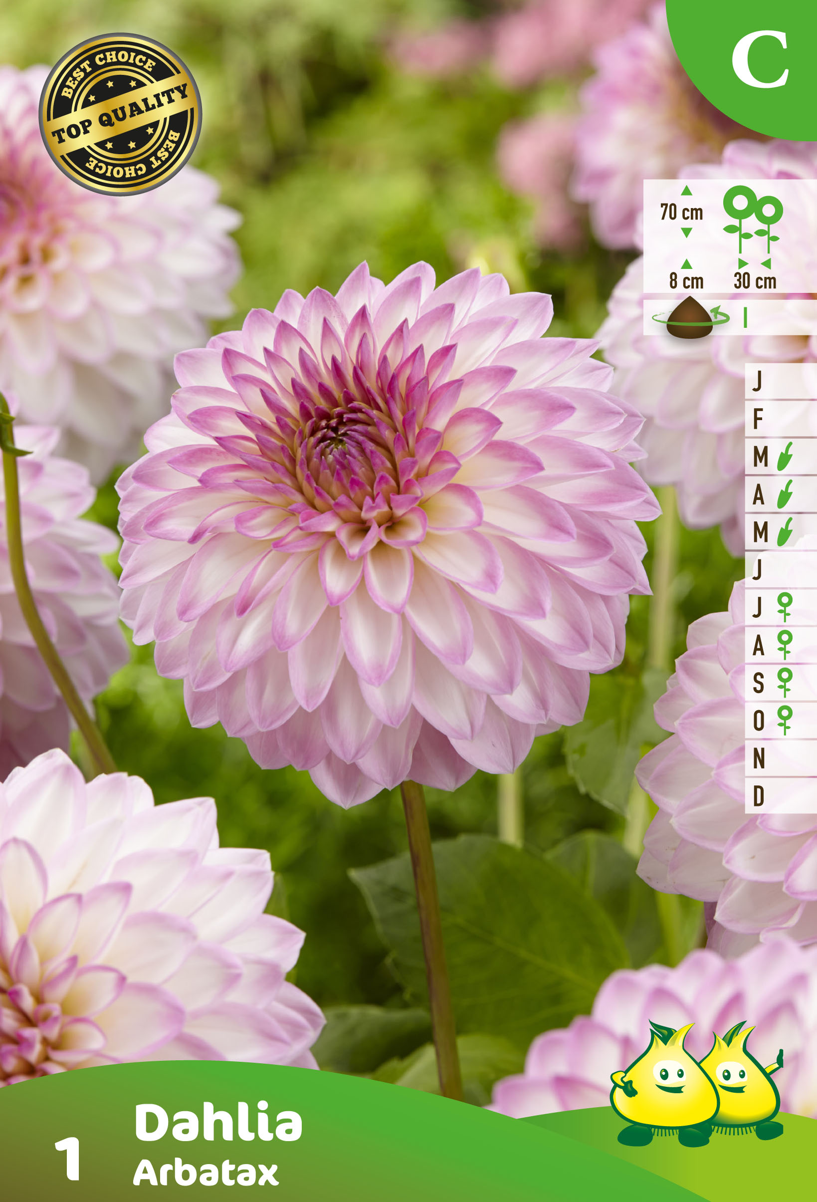 ZAKJES DAHLIA ARBATAX