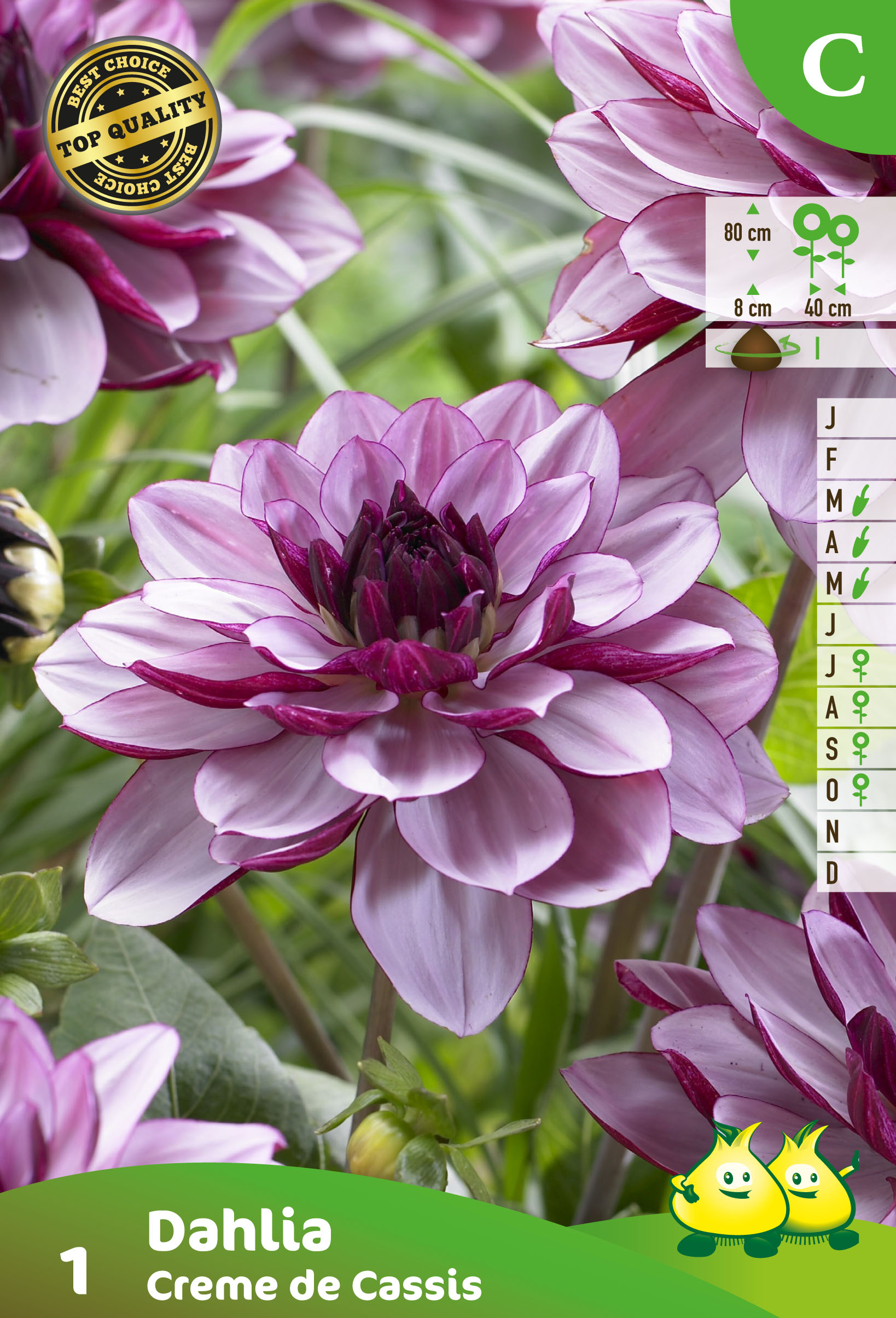 SACHET DECORATIVE DAHLIA CREME DE CASSIS