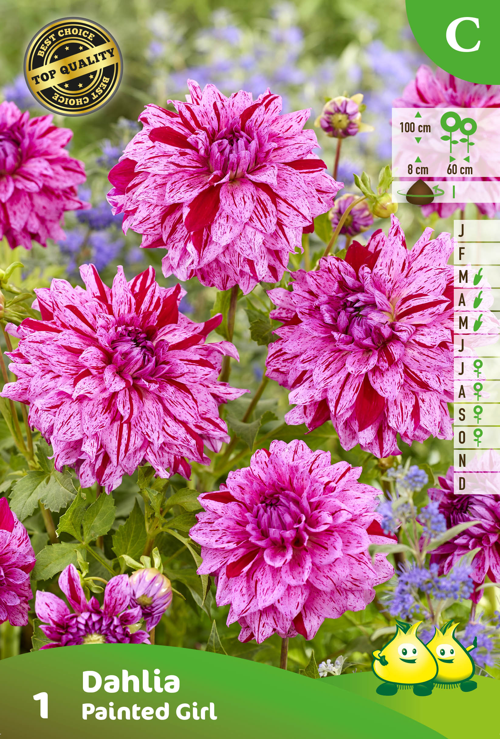 ZAKJES DECORATIEF DAHLIA PAINTED LADY