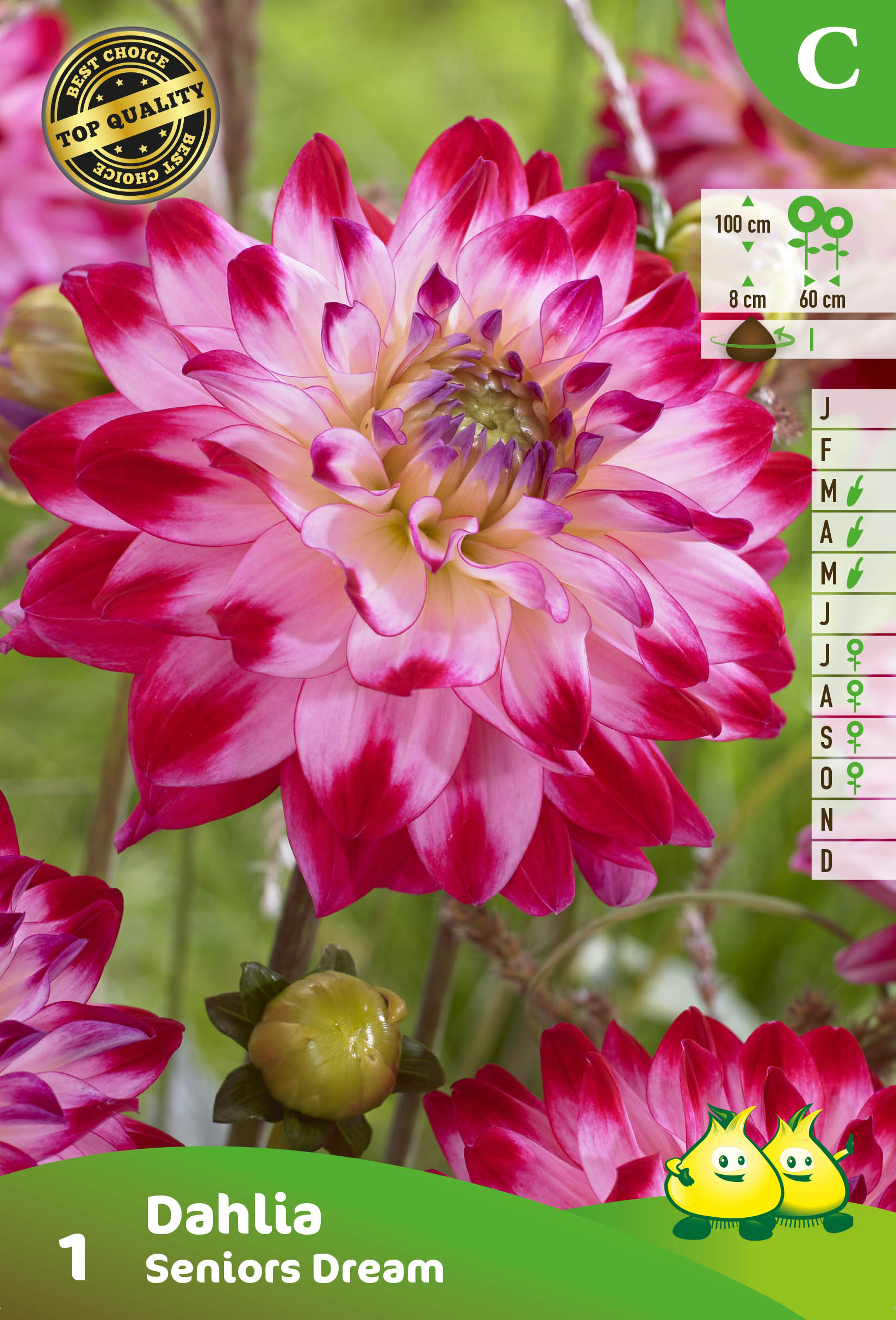 SACHET DECORATIVE DAHLIA SENIORS DREAM
