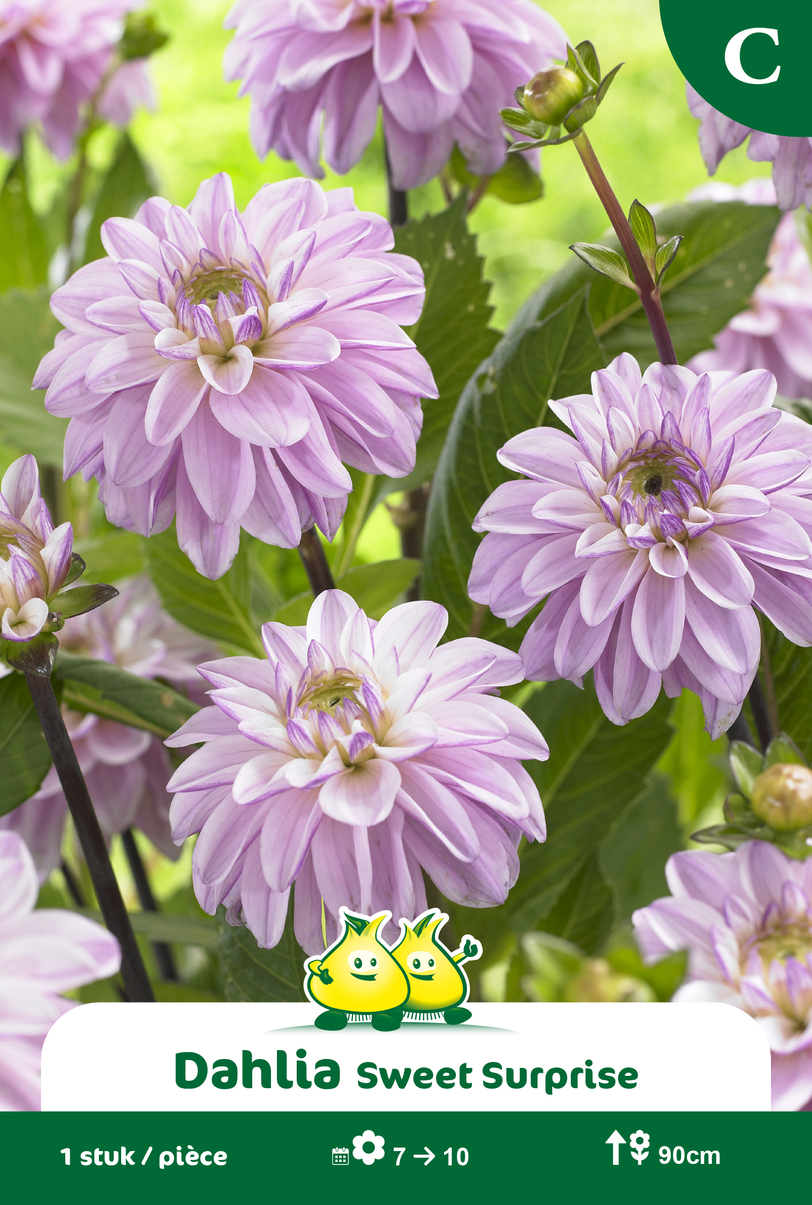 ZAKJES DECORATIEF DAHLIA SWEET SURPRISE