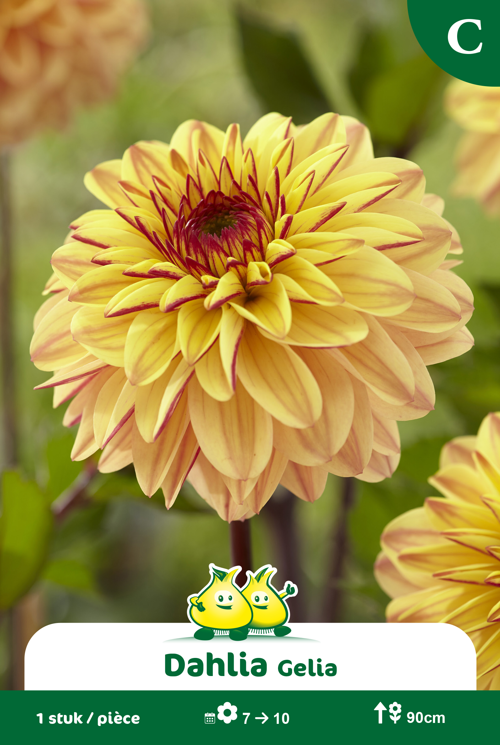 SACHET DECORATIVE DAHLIA GELIA