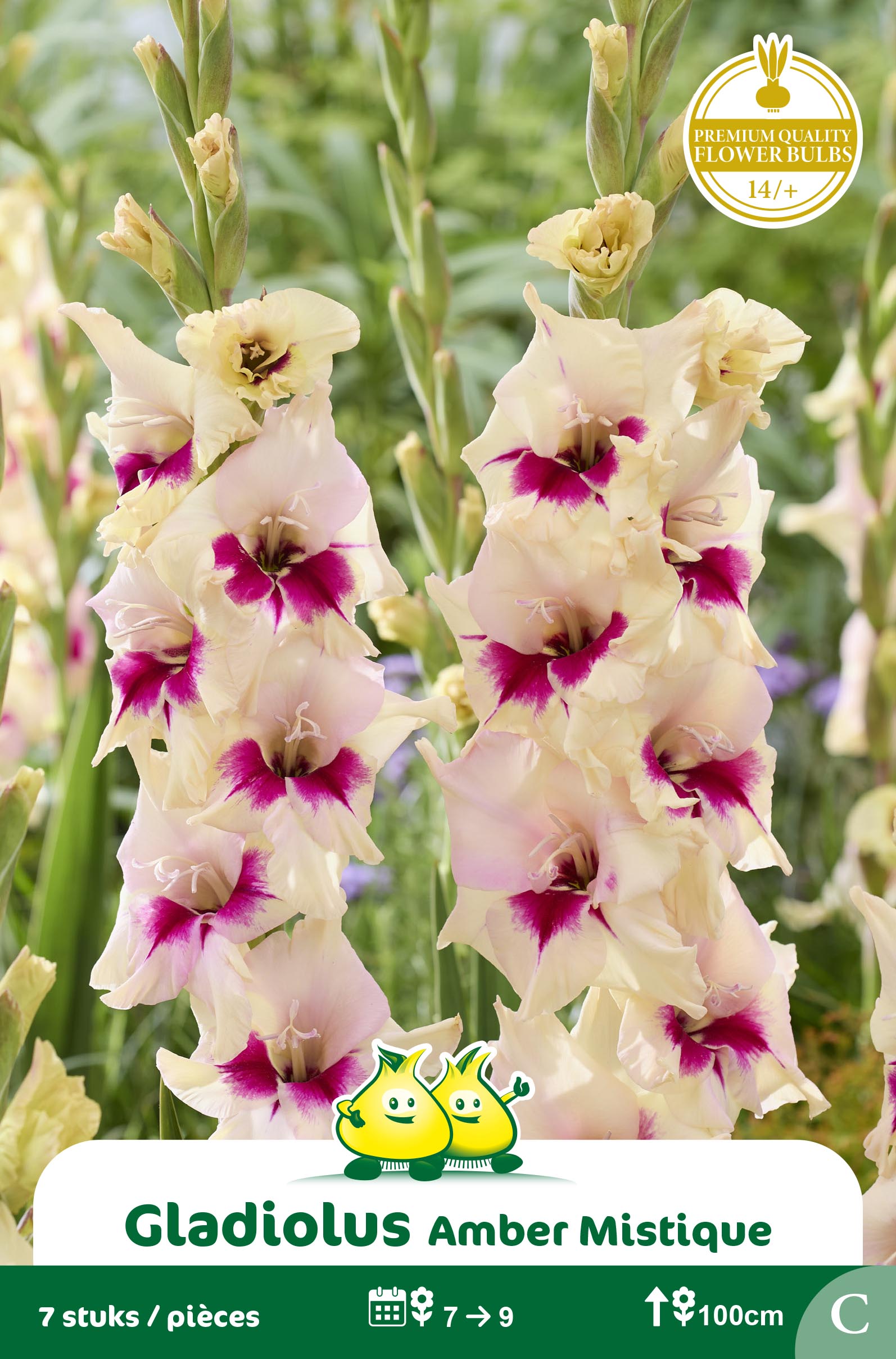 SACHET GLAIEULS AMBER MISTIQUE