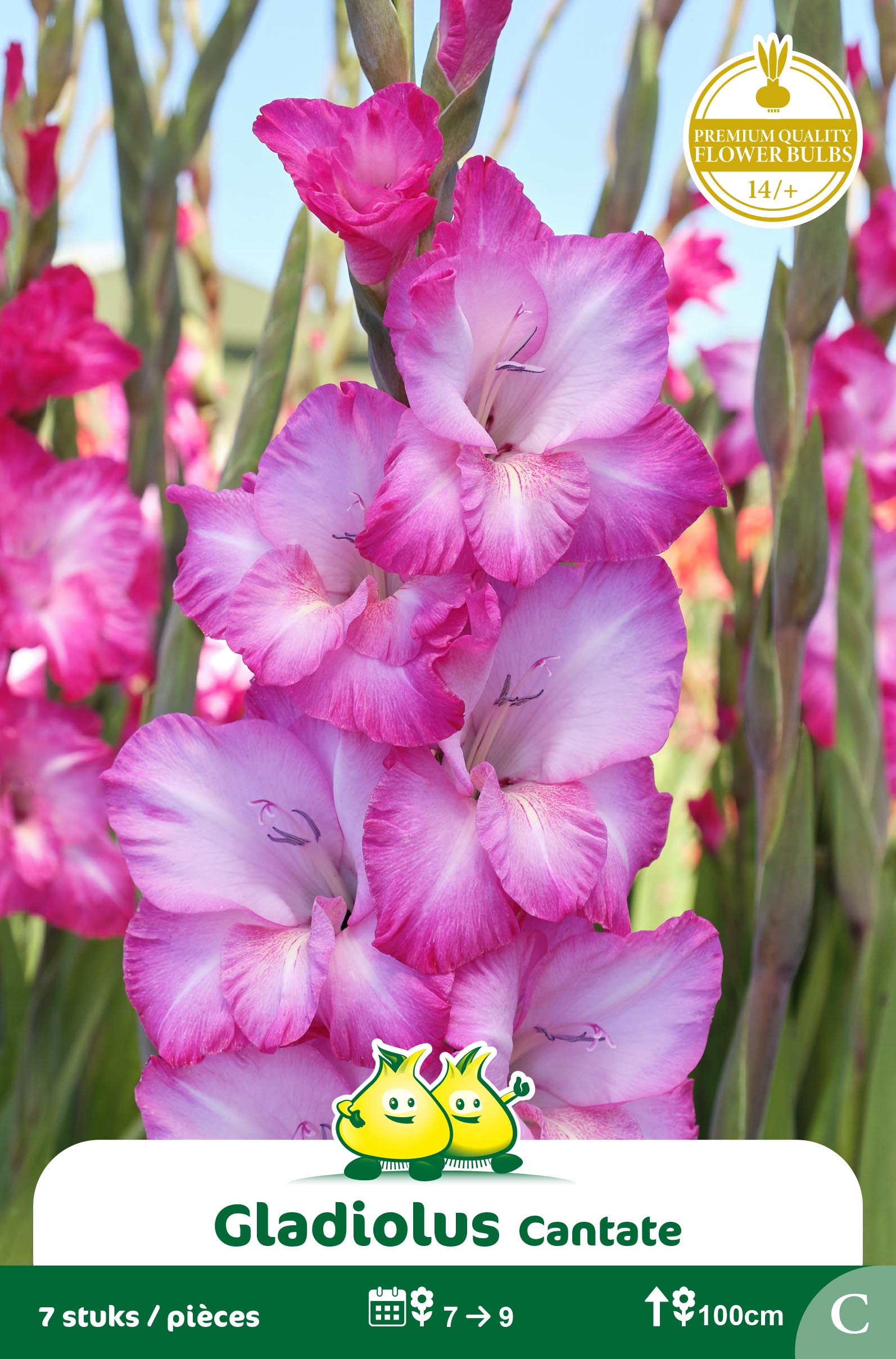 SACHET GLAIEULS CANTATE