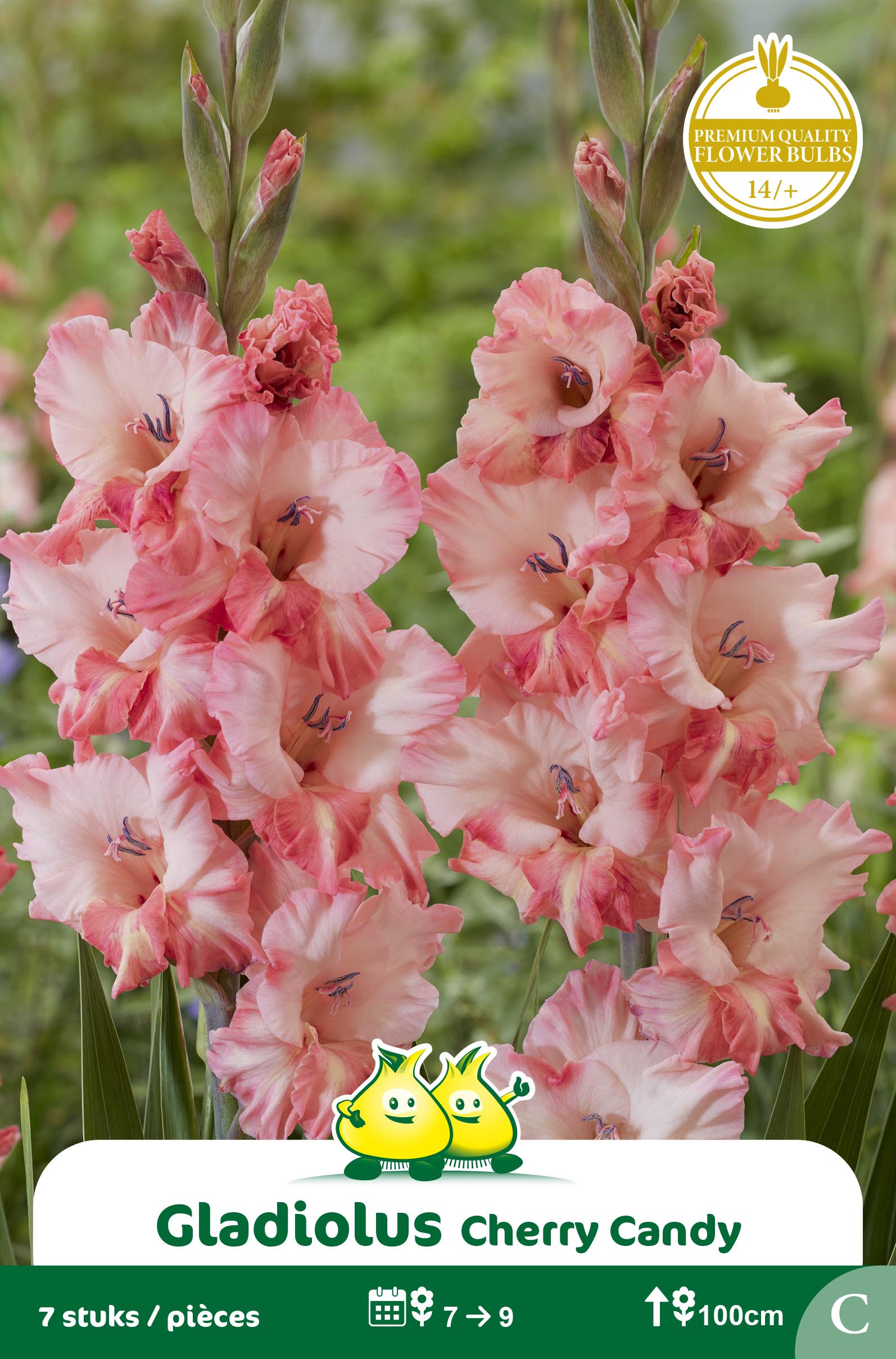 ZAKJES GLADIOLEN CHERRY CANDY